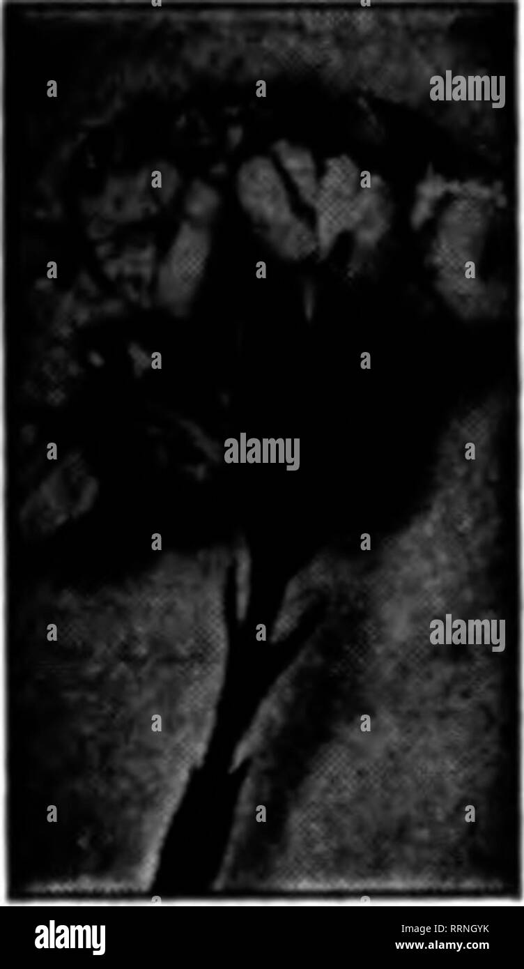 . Fioristi' review [microformati]. Floricoltura. BLAKE leva del fermaglio per le rose, i garofani, ecc.; fas* Dieci pali, fili trasversali, etc non hanno mai slittamento e un grande aav* registro di tx&GT;tb in termini di tempo e denaro. PRICB - $1.40 per lOOO 5.000. a$1,25perl000 10.000. a 1.00perl000 consegnata gratuitamente. Campioni esenti^ B. S. BLAKE " figlio 280 West Ave., Rochester, N. T. menzionare il riesame quando yon scrivere. Ottenere I NOSTRI PREZZI SU WIRI ZINCATO ROSE picchetti e filo di legatura produttori della pianta modello di supporti per i garofani. Dalie. Bagliore dorato, Peonie. Crisantemi e pomodori. Recinzione di prato, aiuola Guardia, Trellis. IG Foto Stock
