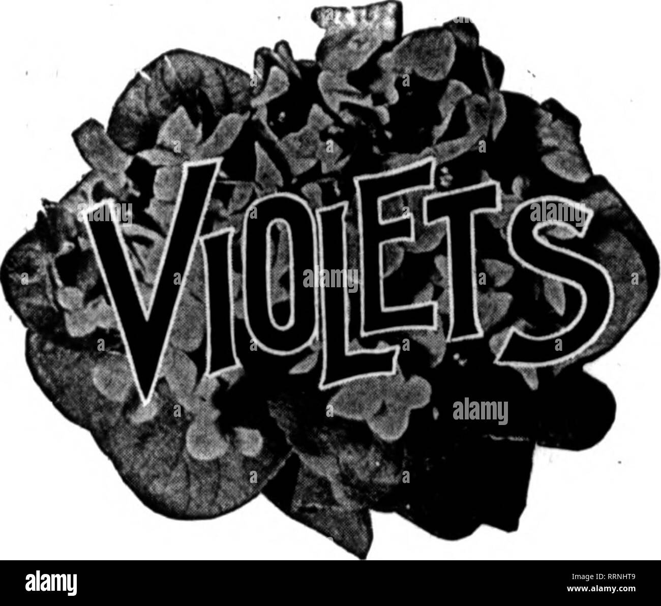 . Fioristi' review [microformati]. Floricoltura. 20 i fioristi^ Review Febeuaey 10, 1916. Lumache perforare violette. Oggi, quando si raccolgono le viole, ho trovato molti blumi mangiato o forata con fori di piccole dimensioni. Che cosa ha causato questo? Quelli in posizione eretta non erano così atta ad essere in questa condizione come quelle in prossimità del suolo. Pensi che la fumigazione con carte da tabacco porrebbe rimedio a questo? Cosa ne pensi di polverizzata di letame suino come fertilizzante per le viole, mescolata con il terreno in autunno? Sarebbe il sangue essiccato utilizzato come top-medicazione durante l'inverno essere desiderabile? E. M. H.-N. Y. probabilmente conchiglia piccola lumache sono ri- Foto Stock