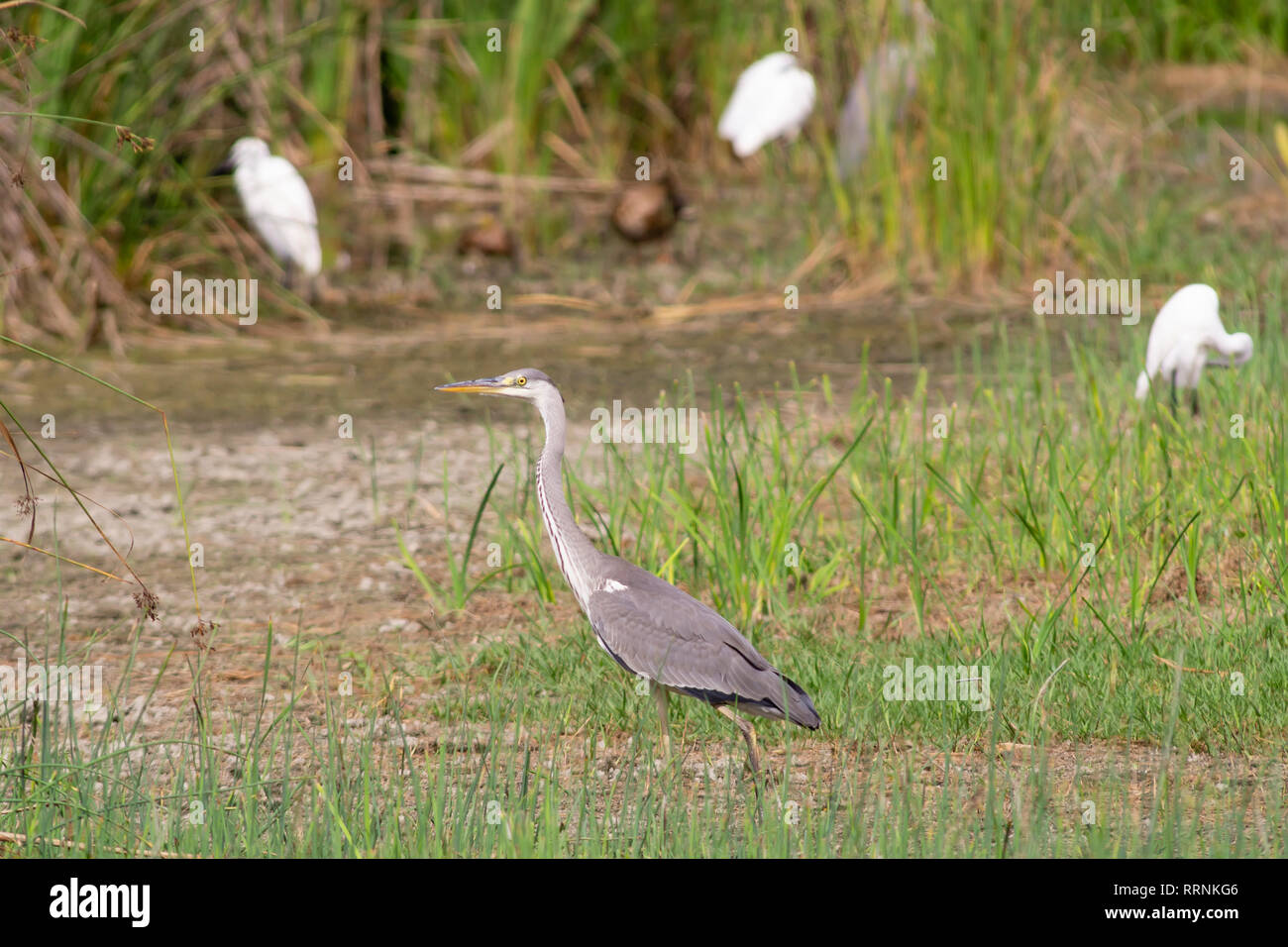 Garza reale (Ardea cinerea) nell'ecosistema di Granada. Spagna Foto Stock