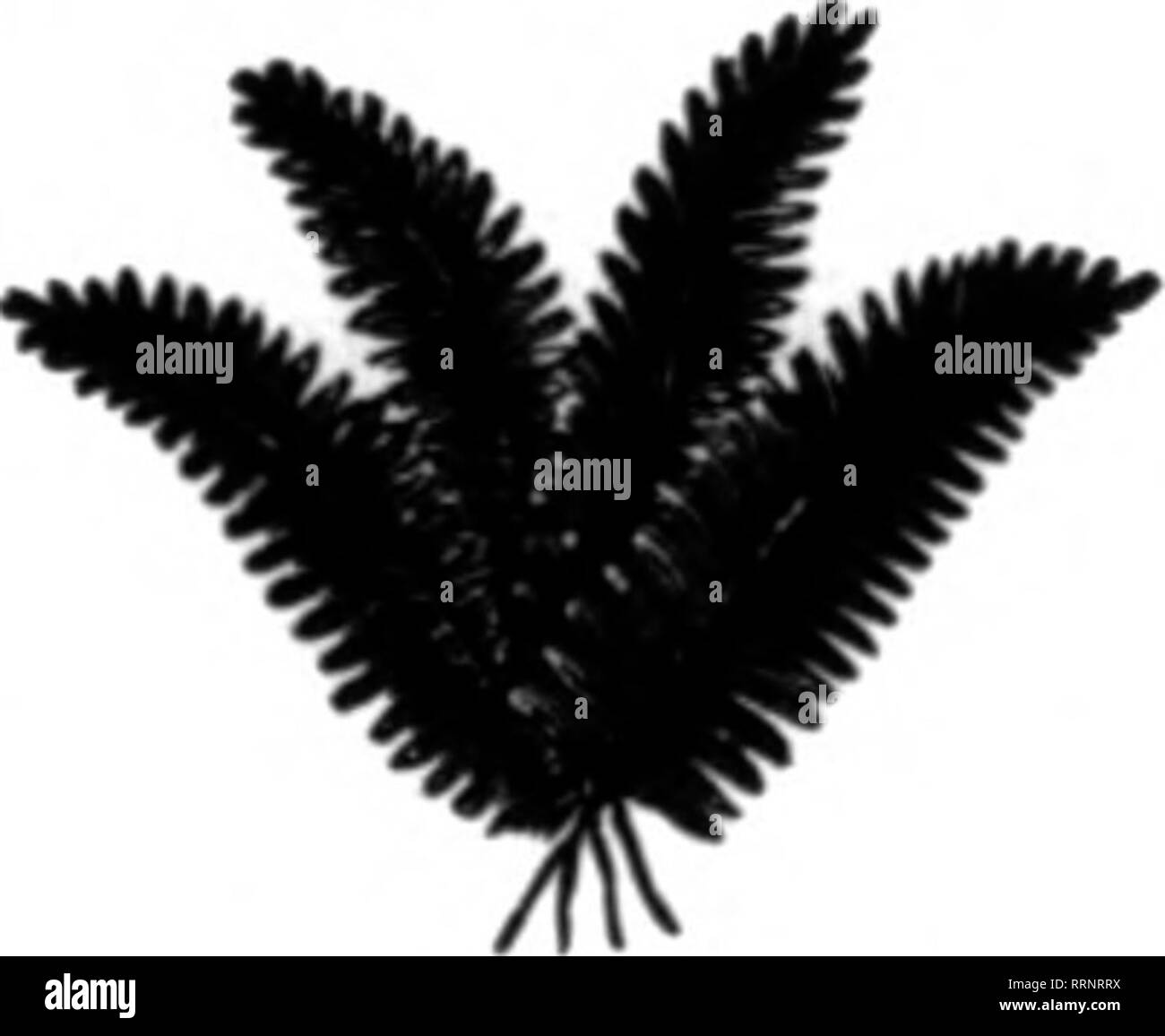 . Fioristi' review [microformati]. Floricoltura. Se il foglio verde Hoss Nitaral verde muschio, che viene fornito in fogli di grandi dimensioni. Questo è un elemento necessario per ogni fiorista tutti durante la primavera e l'estate. Può essere utilizzato per il rivestimento interno di vasi sospesi. Terreno di copertura su piante in vaso, la decorazione di vetrine e molti altri scopi. 1 Bale ( 5 bundle) per $ 1,26 6 balle (26 fasci) per 6,00 10 balle (60 fasci) per 11.00 GEO. H. ANGERNUELLER Commercio all'ingrosso fioraio 1324 Pine St., ST. LOUIS, MO. Menzionare il BsTlew quando yon scrivere. Naturale foglio verde muschio, $1.7S tinti foglio verde Hoss, - 3.00 consegnati da esprimere. Hucklebe Foto Stock