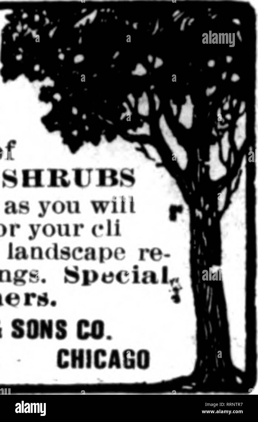 . Fioristi' review [microformati]. Floricoltura. r '?^ ,&gt;-'-,•/o:^^:! Il 1 aprile 1915. I fioristi' Riesaminare 73 VIVAIO per Horists commerciale degli alberi da frutto e alberi ornamentali, arbusti, piccoli frutti, rose, Clematis, Peonie, piante erbacee Extra nn" Selezione di rododendri, azalee, KALMIA, DAPHNE, albero di rose, magnolie cinese, inglese noci, KOSTER di abete rosso, la cicuta, RETINOSPORAS, ginepro, MUQHO PINO, NORDMAN di abete, ARBOR VITAE PYRAMIDALIS e HOVEY GOLDEN. AmpelopsisVeitchii, California ligustro, Crespino Thunbergii e Rosa Setigera, Clematis Jackmanli. Scrivere per il nostro commercio all'ingrosso li Foto Stock