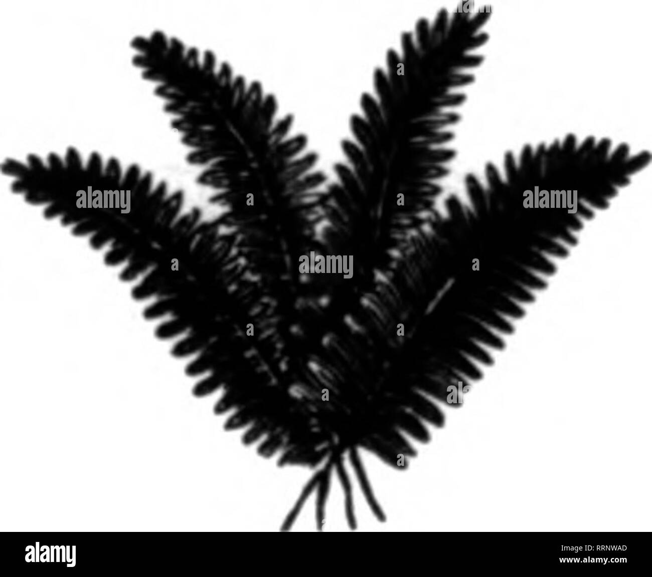 . Fioristi' review [microformati]. Floricoltura. Nuovo raccolto di felci ora pronto scrivere per i prezzi rAMCY pugnale anche RIVENDITORI IN ....balle di abete per il cimitero utilizzare... BOUQUKT GRKKN, SPHAGNUM MOSS, Ktc. L. B. Brague S figlio, "Istr Hinsdale, Massa, menzionare la RcTlew quando yon scrivere. Foglio verde Noss verde naturale Moss, che viene fornito in fogli di grandi dimensioni. Questo è un elemento necessario per ogni fiorista tutti durante la primavera e l'estate. Può essere utilizzato per il rivestimento interno di vasi sospesi, terreno di copertura su piante in vaso, la decorazione di vetrine e molti altri scopi. iBale ( 5 bundle) per | 1,26 6 balle (25 fasci) per 6,00 10 balla Foto Stock