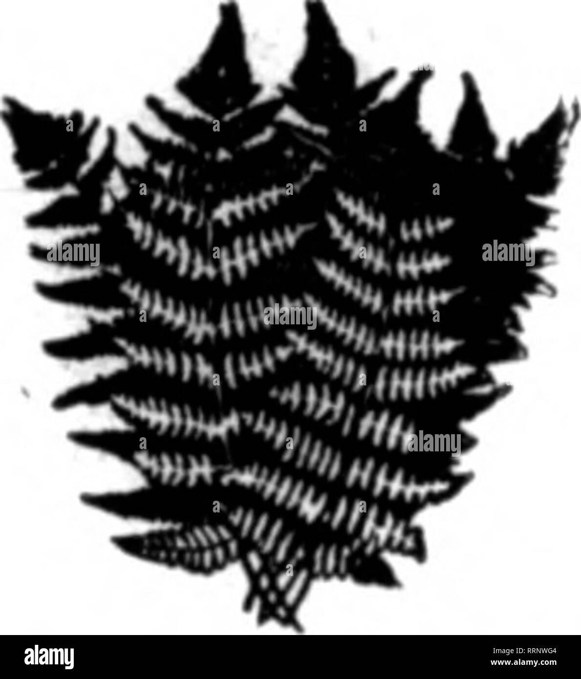 . Fioristi' review [microformati]. Floricoltura. Nuovo raccolto GAUX, FELCI, LEUCOTHOE GAUX BRONZO (mw ser*). 80cper 10M, 94.00 Signor citi •! IB.Nt verde Oalaz 60c per 1000; caso partite di 10.000. $4.00 Daccer e fantasia Fems.SOc per 1000: caso partite di 5,000, 8,60 Oreen Leucothoe. LonK, S2.00; Medio. S1.50; breve, $1.001000 Foglie di rododendro 60c per 1000 nt titra chant ftr mitti eius. Tenat contanti. Beat refereecea. ELK GALAX &AMP; TERN CO., Banner Elk, N. C. Ilantlon Tb" RfTlew quando yon wrlt".. 277^0 più fiorisce su piante sollevata in 4-lncb quadrato bicchieri di carta (64 pollici cubi di suolo e roota&GT; tban su p Foto Stock