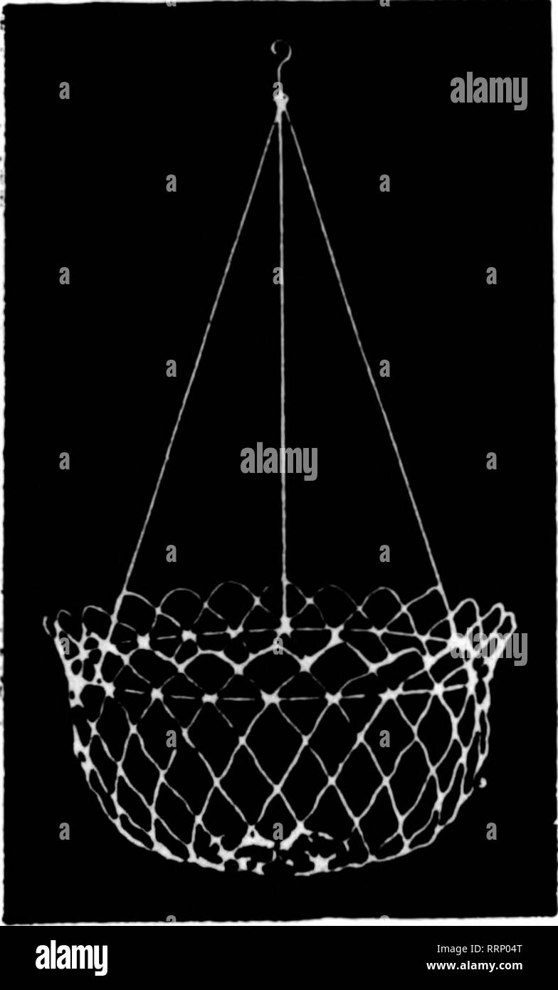. Fioristi' review [microformati]. Floricoltura. Filo nei cestini appesi non è dei più economici ma il miglior ben M^t^e tipo ^ dipinto, legate con filo zincato 6 alla dozzina di tasso, 50 a 100 rate 8 pollici .per dozzina, $1.25; per 100, $ 8.00 10 pollici " 1.50; " 10.00 12 pollici " 1,75; " 12.00 14 pollici " . 2.26; " 16.00 16 pollici .... " 3,60; " 22.00 18 pollici '• 6.00; " 35.00 foglio verde muschio verde lungo i fogli per appendere cesti per fascio... $1. 00 5 fasci... $4. 75 10 fasci... $9. 00 25 fasci... $21. 00 C. E. CRITCHELL Cominmnn all'ingrosso norist 15 EAST TERZA ST. Foto Stock