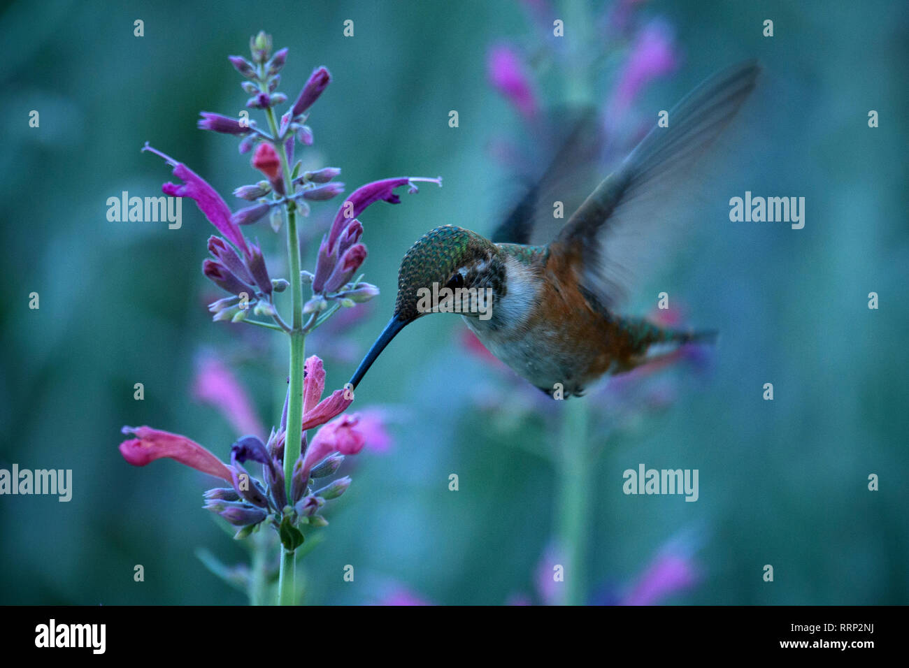 Nord America, STATI UNITI D'AMERICA, americano, Oregon, Central Oregon, Hummingbird Foto Stock