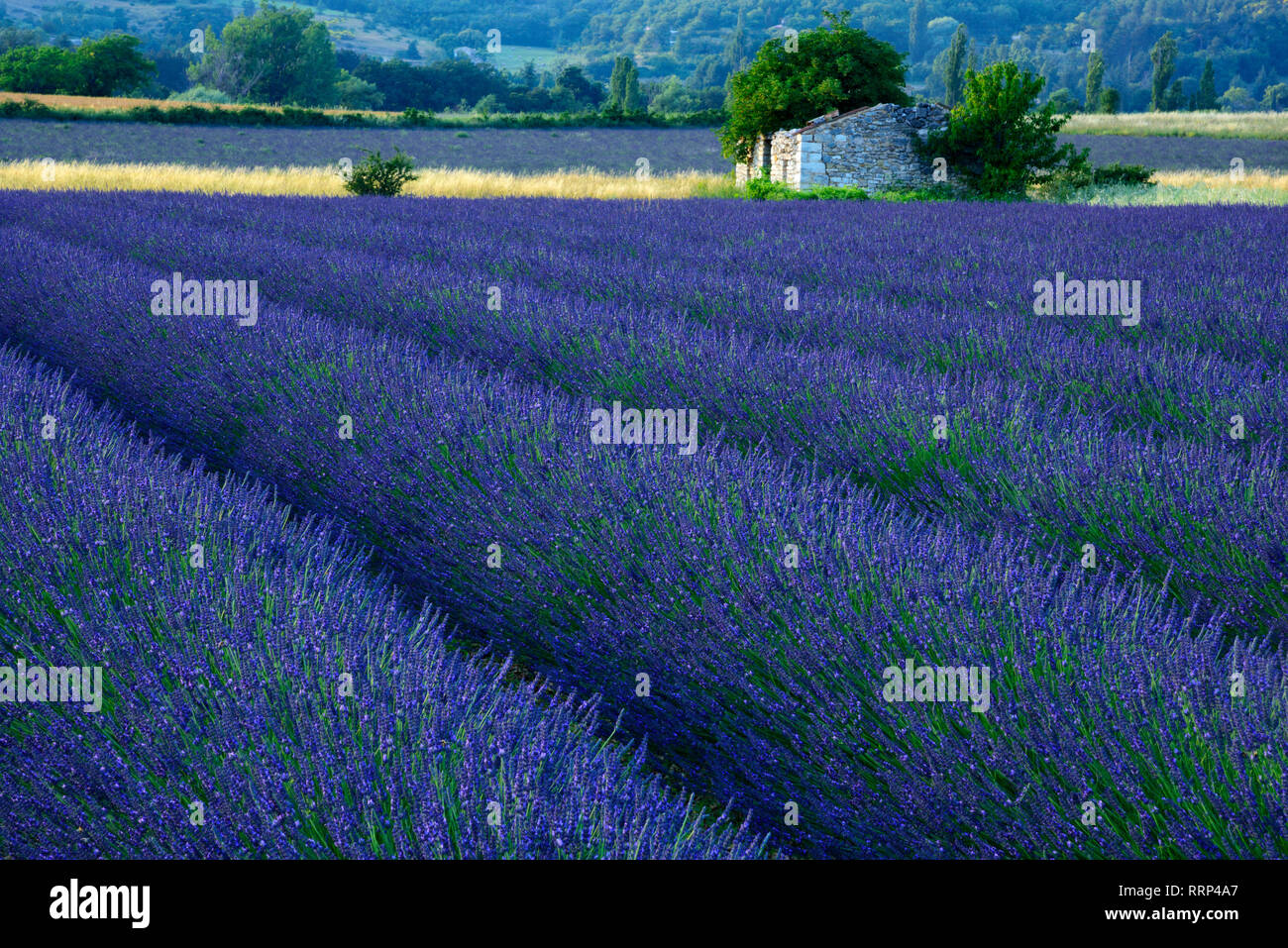 L'Europa, europea, Francia, Provence-Alpes-Côte d'Azur, regione Provenza, campo di lavanda nei pressi di Sault Foto Stock