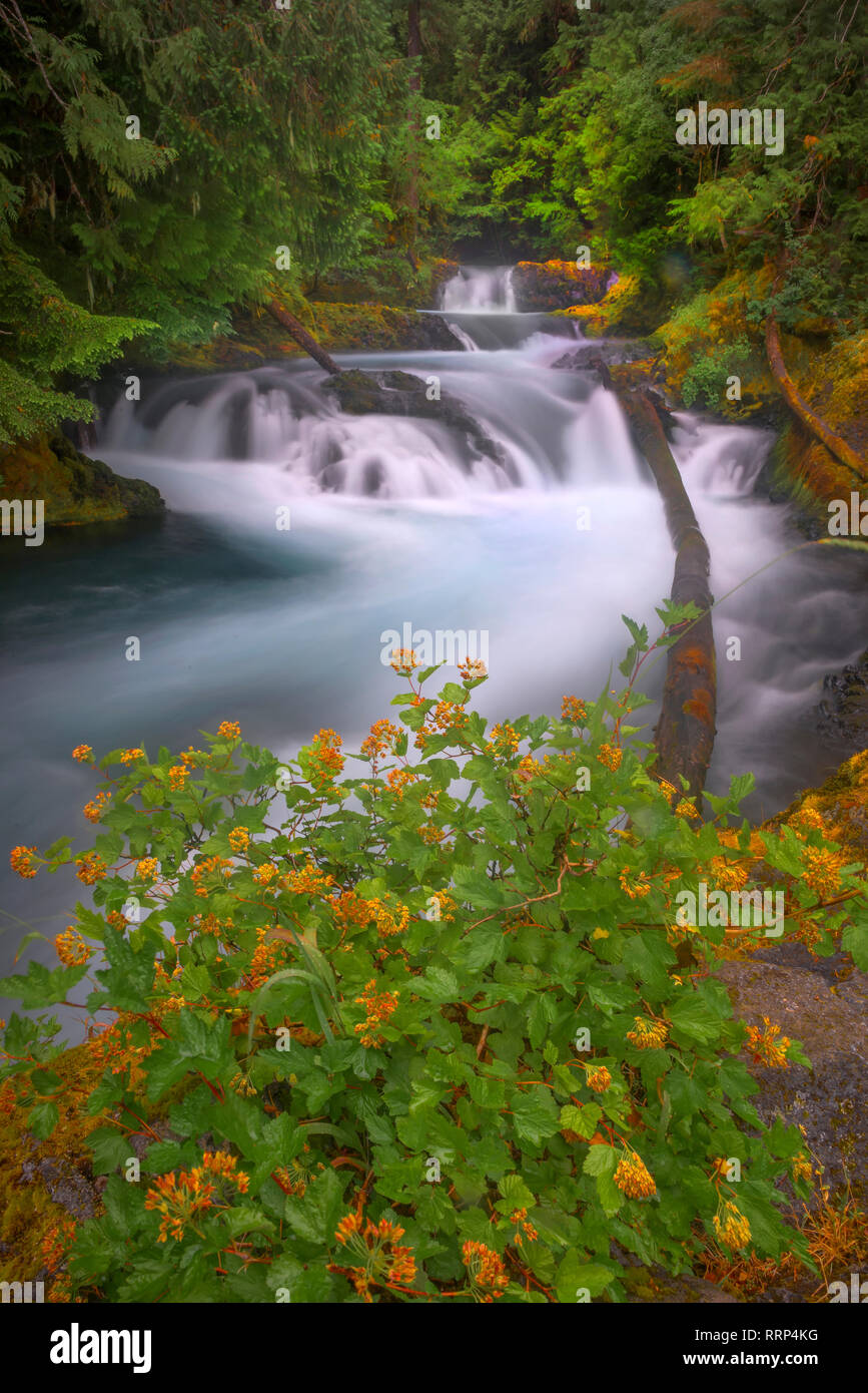 Sahalie Falls e Koosah Falls sono situati lungo il McKenzie Pass-Santiam Pass e West Cascades National Scenic Byways fuori la Highway 126. Foto Stock