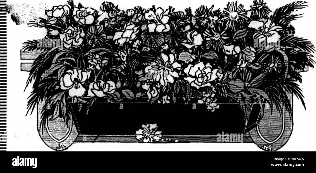 . Fioristi' review [microformati]. Floricoltura. Il pugnale di felci. Il pugnale di felci in lotti 6000 $1.00 per 1000 Galax, ";^S.";. $1.00 per 1000 menzionare l'R"t1cw quando yon scrivere. Foglio verde Noss verde naturale Moss, whkh viene fornito in fogli di grandi dimensioni. Questo è un elemento necessario per ogni fiorista tutti durante la primavera e l'estate. Può essere utilizzato per il rivestimento interno di vasi sospesi. Terreno di copertura su piante in vaso, la decorazione di vetrine e molti altri scopi. IBale ( 5 bundle) per $1.25 5 balle (26 fasci) per 6,00 10 balle (60 fasci) per 11.00 CEO. H. ANGERNUELLER commercio all'ingrosso fioraio 1324 Pine St., ST. LOUIS, MO. Menzionare il Foto Stock