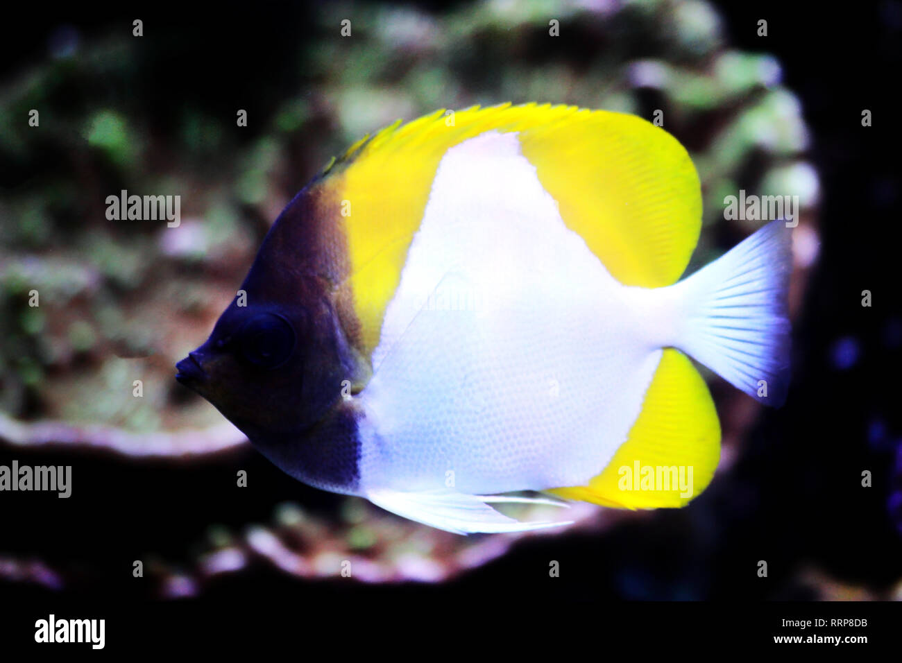 Pyramid Butterflyfish , bellissimi pesci tropicali in acquario Foto Stock