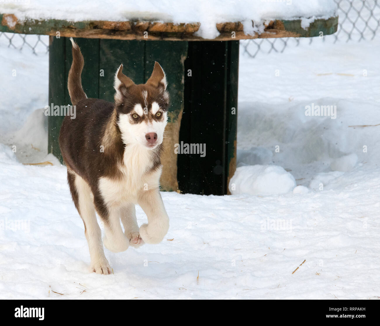 Immagini da intorno a Fairbanks e Chena Hot Springs Foto Stock