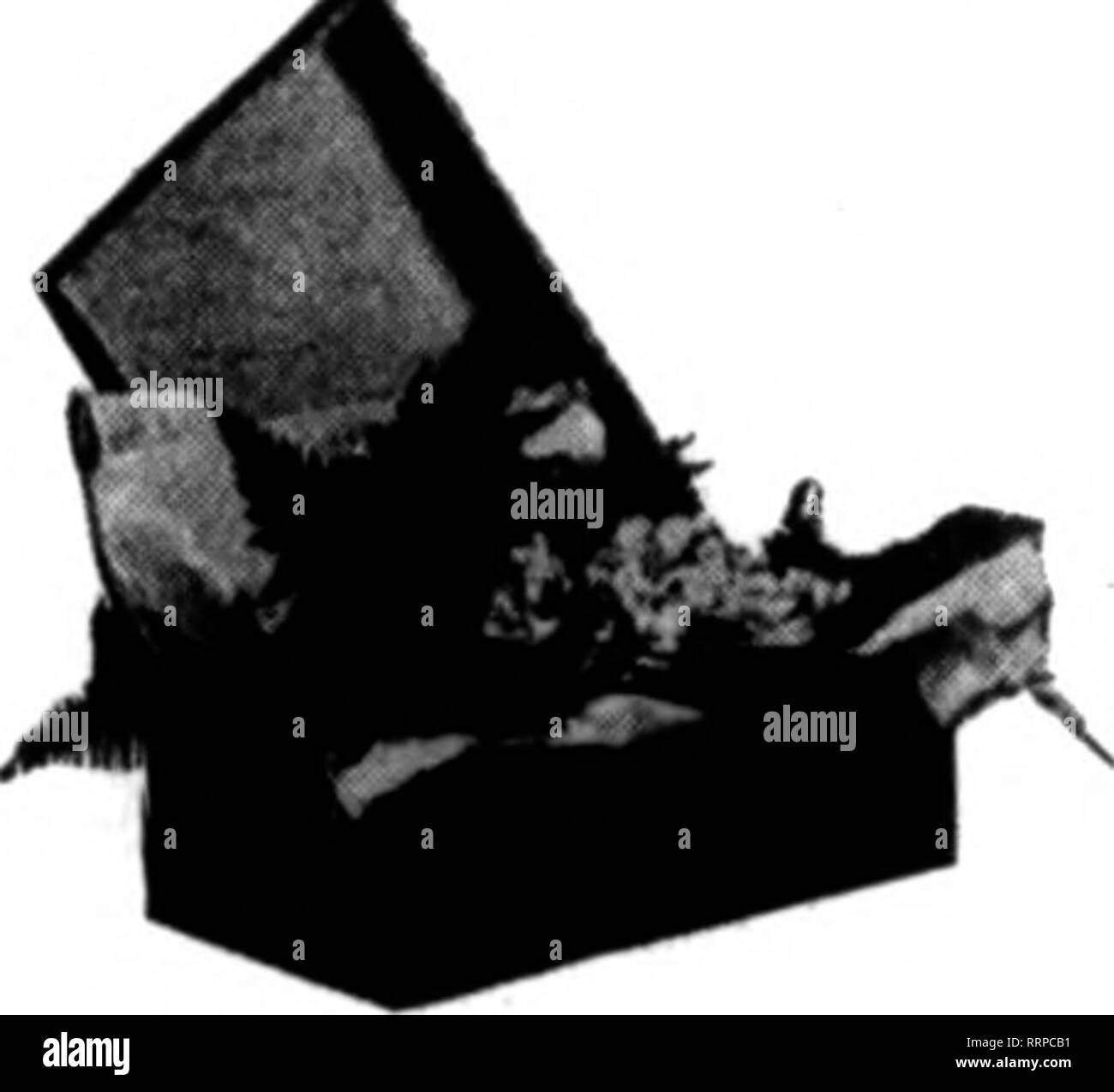 . Fioristi' review [microformati]. Floricoltura. M"-iitloii Th"" HotI"w. wh^n yoo scrivere. meteo. I garofani di buona qualità sono più abbondanti e più conveniente. Vio- Consente sono circa gli stessi e trovare una pronta vendita. Piselli dolci sono meno costosi e di migliore qualità. Il prezzo delle rose non è cambiato molto, anche se i fiori sono sempre più abbondante. Buona Golden Spurs ora sono per essere avuto basse come 3 centesimi. E Freesias marguerites sono in buone condizioni di raccolto. Varie note. Julius Eusitsky è un nuovo e più grande aauch frigorifero costruito per soddisfare il suo fabbisogno. Questo consentirà di aggiungere molto per il suo attraente store. L'annuncio Foto Stock