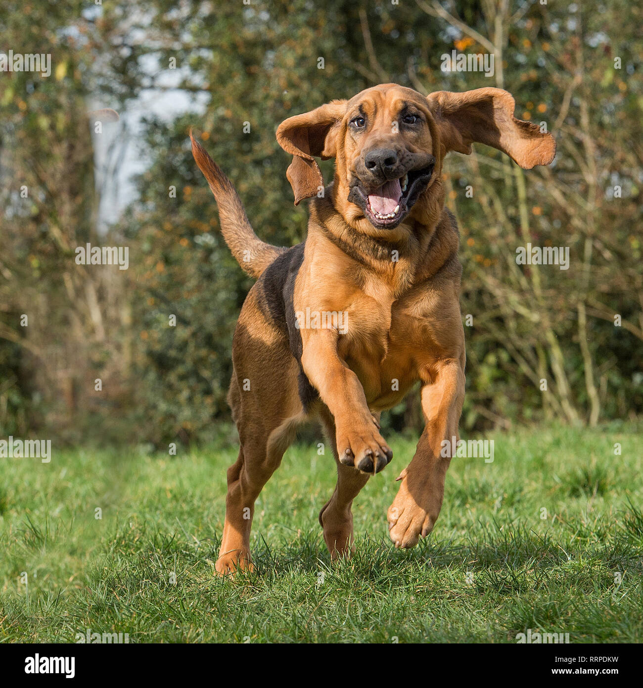 WOP Foto Stock