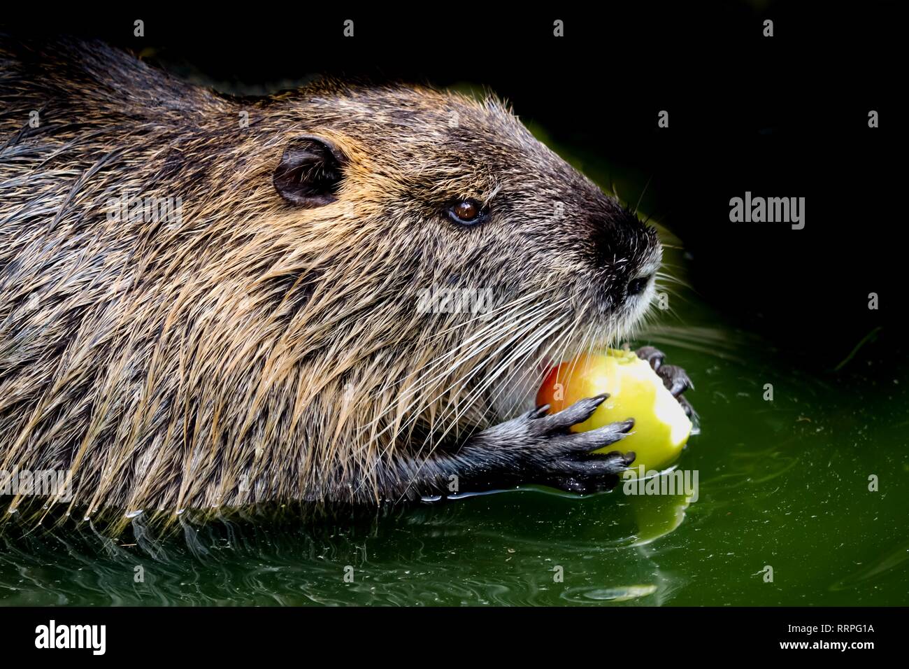 Beaver mangiar sano apple nel verde dello stagno di acqua Foto Stock