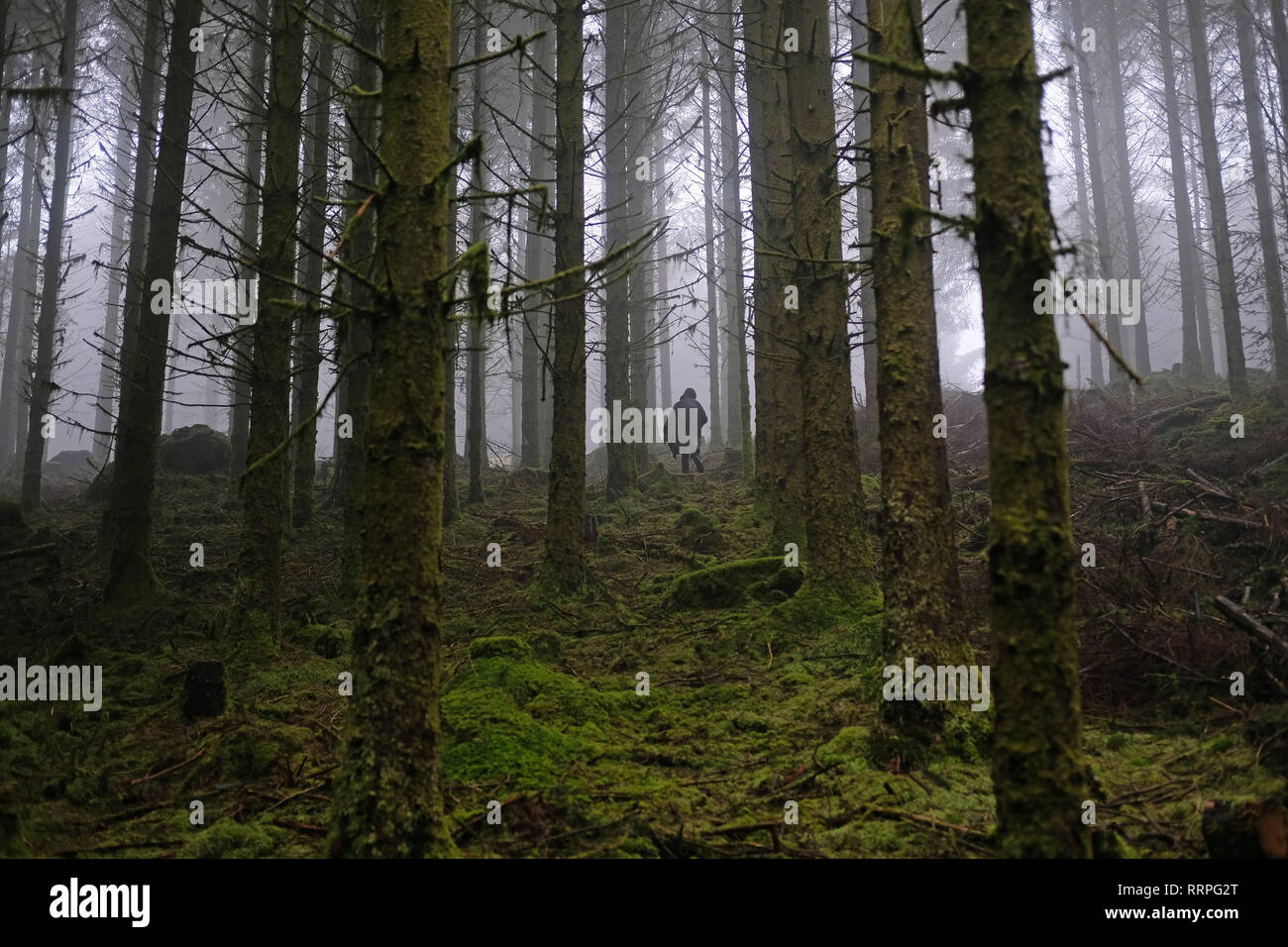 Una donna che cammina da sola in una foresta. Foto Stock