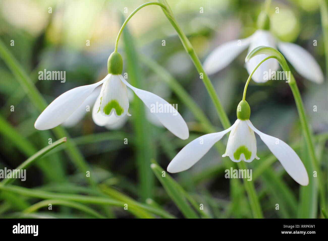 Galanthus 'Mmagnete snowdrop fiorisce in un giardino d'inverno, UK. AGM. Nota per relativamente lunga, arching pedicel. Foto Stock