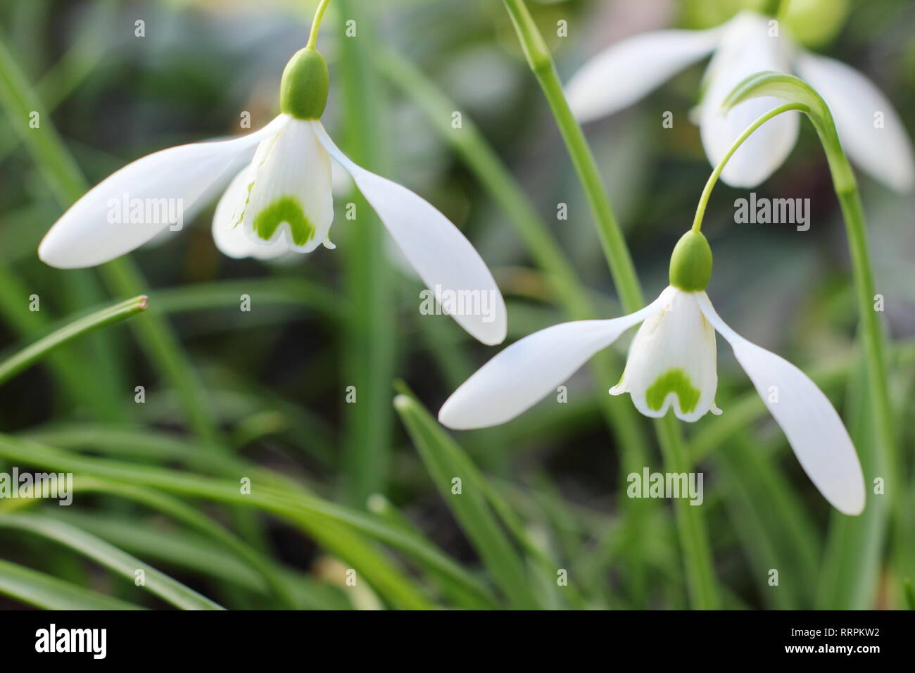 Galanthus 'Mmagnete snowdrop fiorisce in un giardino d'inverno, UK. AGM. Nota per relativamente lunga, arching pedicel. Foto Stock