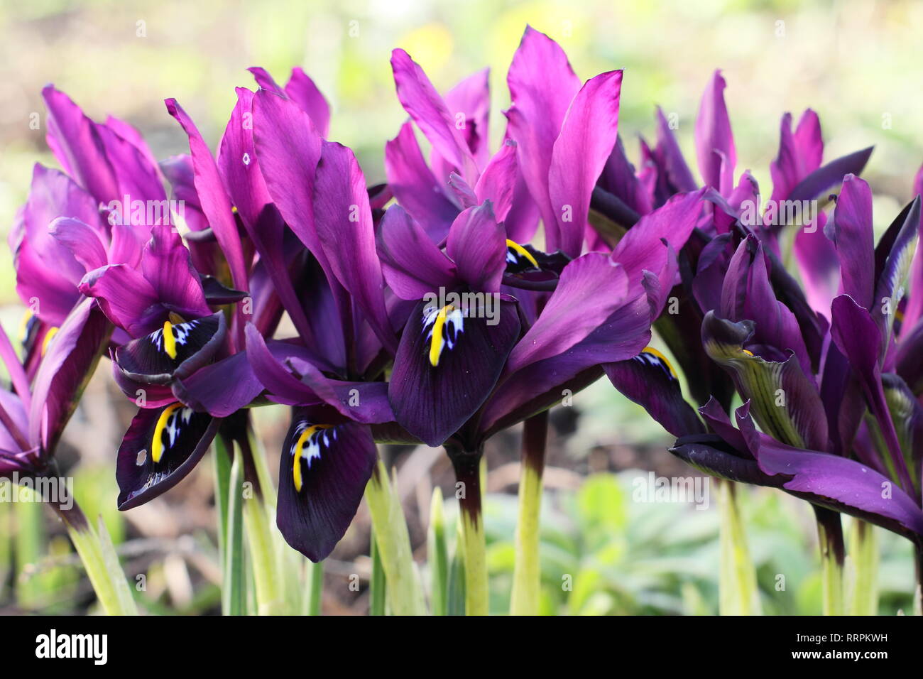 Iris histrioides 'giorgio'. Inizio della primavera tardo inverno fiori di iris 'George' in un giardino inglese, febbraio, UK. Chiamato anche Iris reticulata' George'. Foto Stock
