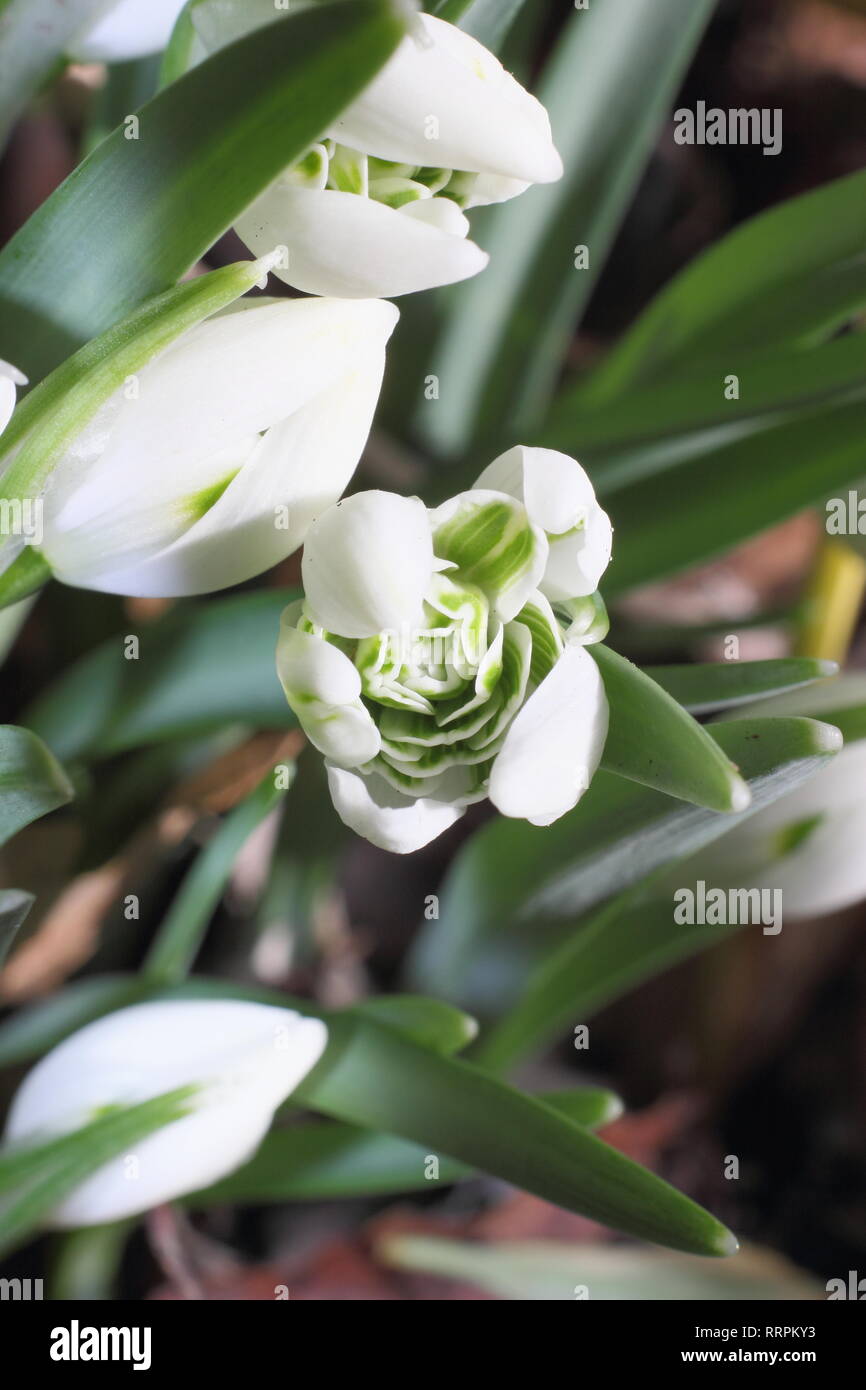 Galanthus 'Hill' Poe. Inverno fiore della Snowdrop Hill Poe, nota per la sua strettamente impaccata rosetta interna, emergono in un giardino inglese - Febbraio, REGNO UNITO Foto Stock