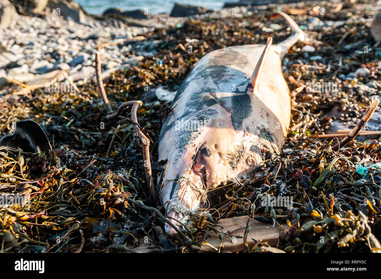 Schull, West Cork, Irlanda. 26 Febbraio, 2019. Un delfino morto è stato trovato sulla spiaggia di Schull oggi con la lenza intorno al suo becco. Helen Tilson di Schull Mare Safari trova l'animale, che era un adulto e 2 metri di lunghezza. La Irish Whale and Dolphin Group è stato chiamato ed eseguirà un post mortem per scoprire la causa di morte. Credito: Andy Gibson/Alamy Live News. Foto Stock