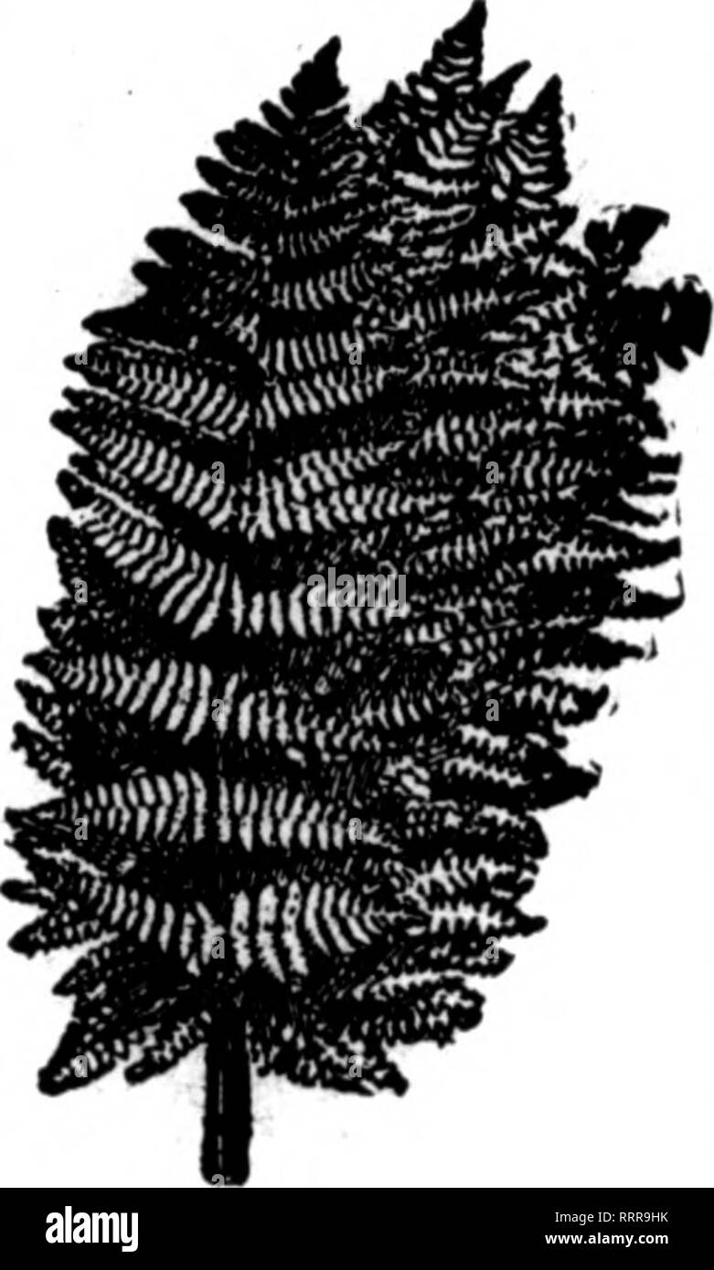 . Fioristi' review [microformati]. Floricoltura. Voglia di felci migliori stock in piastrella paese siamo in grado di fornire voi con buona scorta tutto l'anno. $2.00 al 1000 $2.00 per 1000 Inserite il vostro ordine permanente con noi. Fornitura completa di tutti i tempi. La carenza di n. WILD SMILAX, 80-lb. casM p"R" eas, $8.00 srreen importati e bronzo Magnolia ceste, $1.60; 6 cesti. ciascuno,$1.26 Galax foglie verde e bronzo per 1000, $1.25; caso di 10.000, 7.60 verde spray Leucothoe, extra fine .per 100, $1.00; per 1000, 7.50 Foglio verde muschio, molto bene per cestello di lavoro fresatura, pentole, ecc. Per sacchetto 2.00 Sphagnum Moss per balla, 1.5 Foto Stock