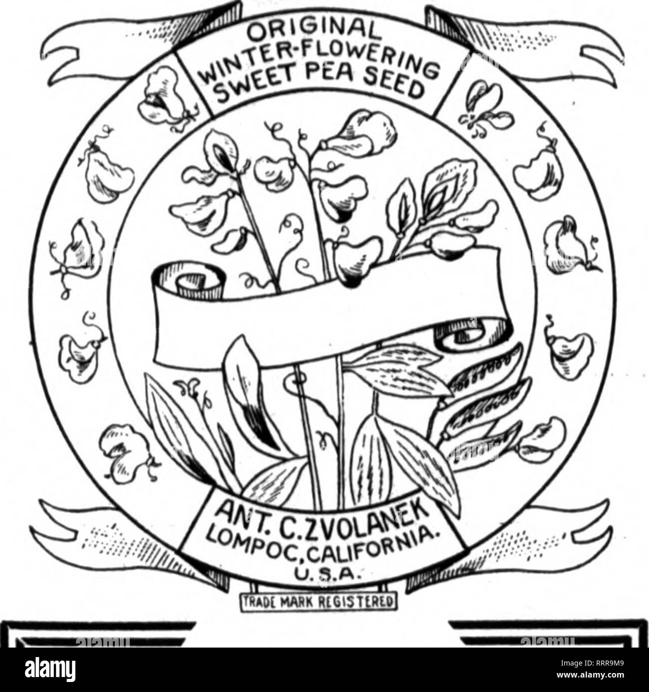 . Fioristi' review [microformati]. Floricoltura. USK sementi per le vostre idee speciali qualsiasi idea speciale si può avere per le piante o fiori otterrà il suo supporto qui le nostre scorte di semi è così ampia. I nostri semi per la tarda estate blooming produrrà un perfetto rainbow-gamma di colori. Scrivere per il nostro catalogo. J. M. THORBURN &AMP; CO. 53 Barclay SL, attraverso 54 Park Place, N EW YORK menzionare il riesame quando yon scrivere. Seme Routzahn Co. ARROYO GRANDE, CAL. Pisello dolce e i Nasturzi specialisti Commercio all'ingrosso ai coltivatori di elenchi pieni di fiori e giardino semi M"BtloB Th" Rrlew quando yon scrivere. Anno 97J. B0L8IAN0 & Foto Stock