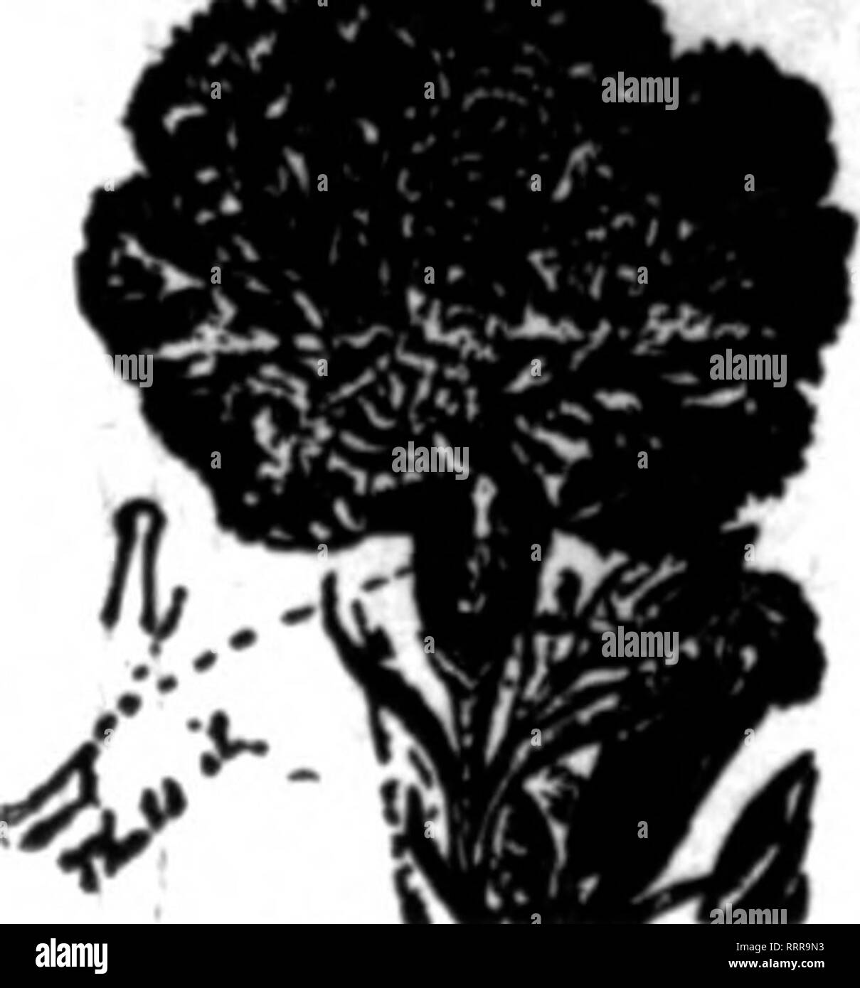 . Fioristi' review [microformati]. Floricoltura. BLAKE leva del fermaglio per le rose, i garofani, ecc.; fas- Dieci pali, fili trasversali, ecc. Non hanno mai slittamento e un grande sav* Ing sia di tempo che di denaro. PRICB - $1.40 per lOOO 6.000 a $ 1,25 per 1000 10.000 presso l.OOperlOOO consegnata gratuitamente. Campioni gratuiti. B. S. BLAKE " figlio 380 West Ave., Rochester, N. Y. n il riesame quando scrivi. Ottenere I NOSTRI PREZZI SUL FILO QALVANIZED ROSE picchetti e filo di legatura Mannfacturcrtf della pianta modello di supporti per i garofani. Dalie, bagliore dorato. Le peonie, crisantemi e pomodori. Recinzione di prato, aiuola Guardia, Trellis. KOE BROSh Foto Stock