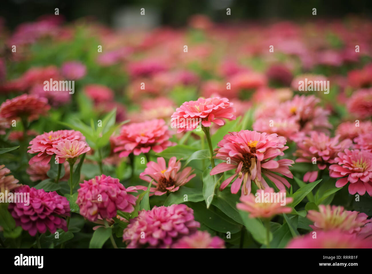 Chiuso gruppo di rosa zinnia fiore in aiuola. Foto Stock