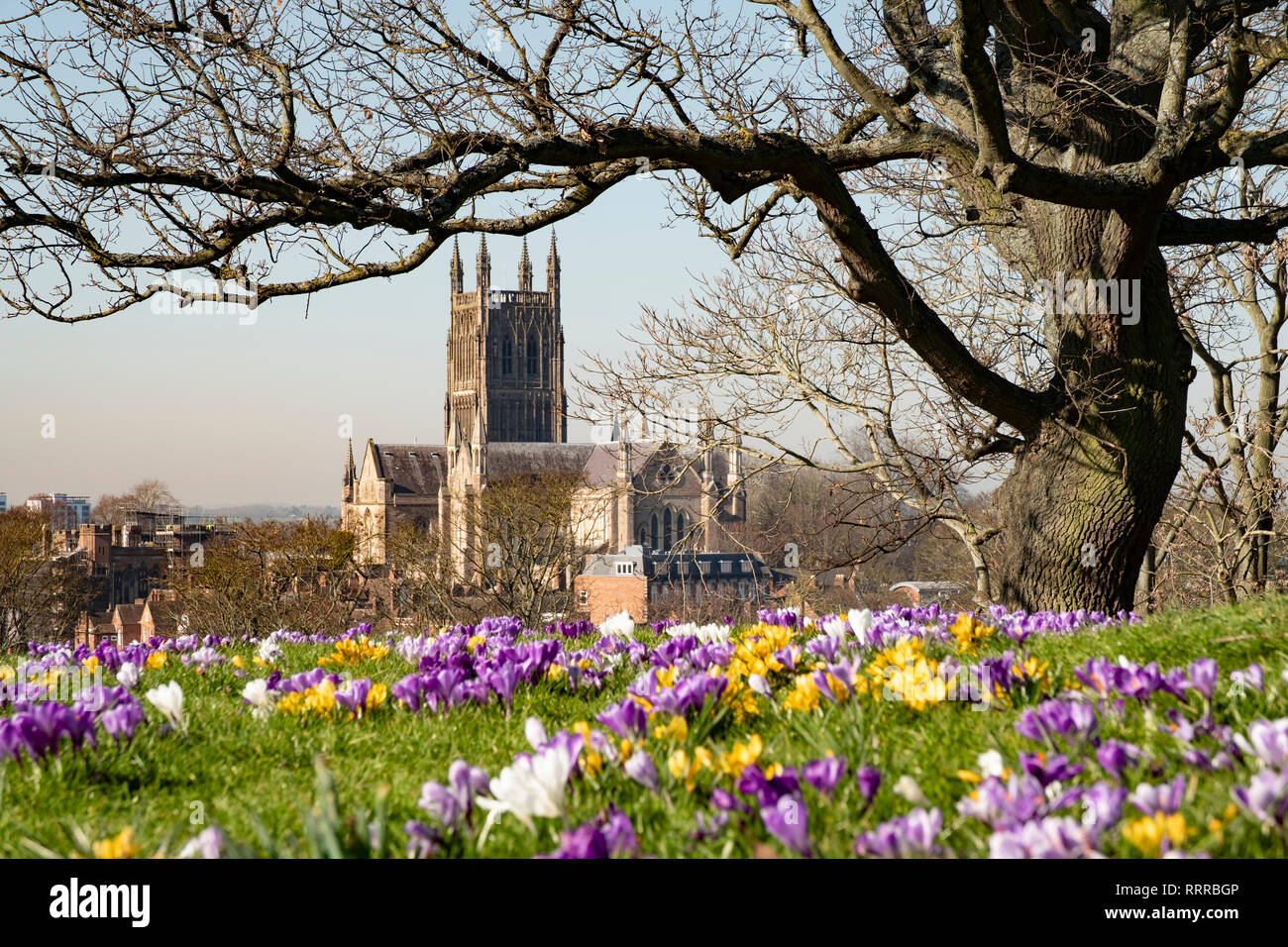 La gloriosa cattedrale di Worcester sulle rive del fiume Severn, Worcestershire, Regno Unito. Fiori di Primavera e sole e crystal clear luce d'inverno. Foto Stock