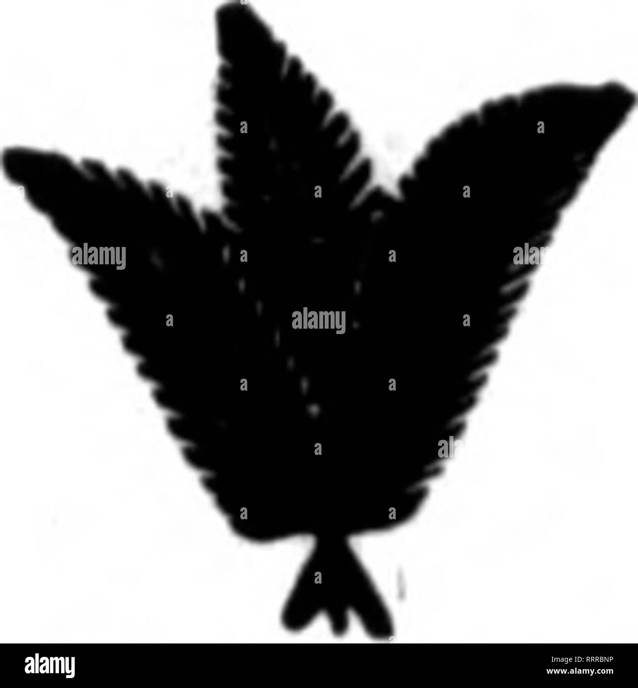 . Fioristi' review [microformati]. Floricoltura. MabCH 4, 1915. I fioristi"Review 75 J. K. ALLEN le migliori strutture tor i coltivatori di i garofani e le rose. Sarà Coiwlgnwnto Hav* mio Carafful e Paraanal Attantlon. Satlafactlon Cluarantaail. 106 West 28th Street, telefono*. 167 e 4468 Madiaon Qlva quadrata ma una prova. NEW YORK WOODROW &AMP; MARKETOS PLANTSMEN ALL'INGROSSO E FIORISTI 57-39 West 28th Street NEW YORK T"io" 3860 Madiaon Sauara WILLIAM KESSLER FIORAIO ALL'INGROSSO E SCELTA PLANTSMAN Gigli.Giallo e Bianco margherite. Calendulas, Myosotis, piselli dolci, le rose, i garofani e un generale li Foto Stock