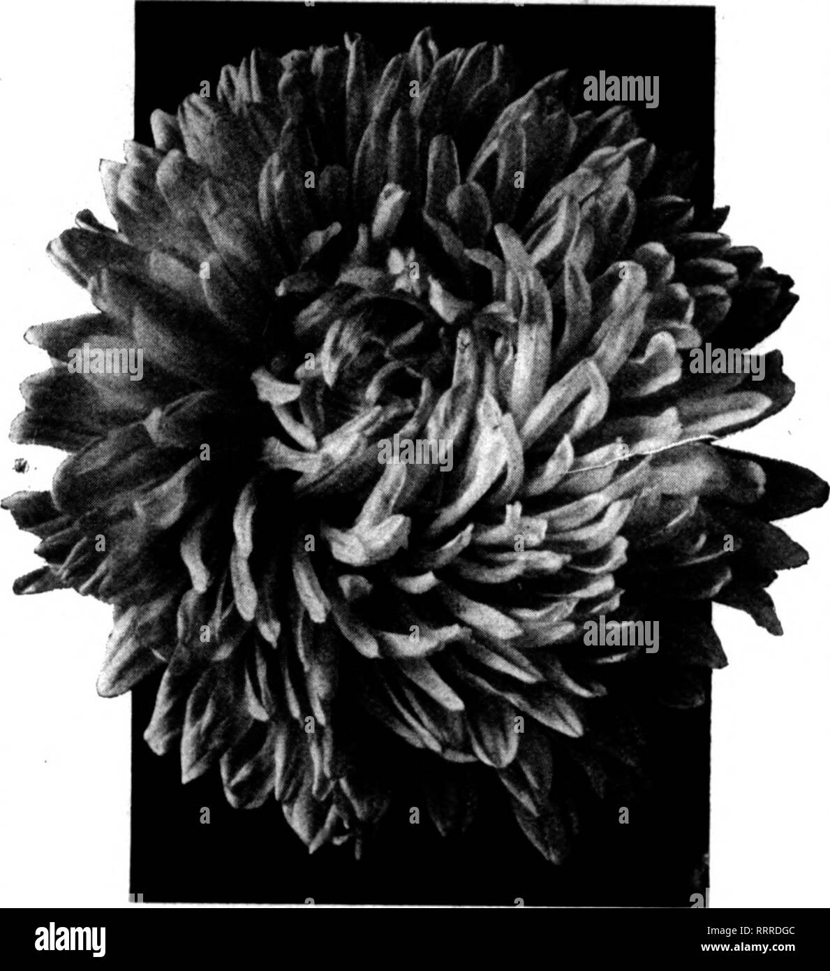 . Fioristi' review [microformati]. Floricoltura. FUBRUABX 25, 1916. I fioristi^ rivedere o^ DREER IL FAMOSO American aestri offriamo qui di seguito solo alcune delle più importanti tipi. Per un elenco completo consultare il nostro catalogo all'ingrosso. Dreer superbo di ramificazione in ritardo Aestri migliori Aestri per la fine di agosto e settembre la fioritura. Le piante formano forti, cespugli di ramificazione, 2 alla 2^ piedi alto, cuscinetto sul lungo, utrong deriva il loro bel crisantemo- come i fiori che, secondo i normali di coltivazione, in media il 5 pollici attraverso. La forma dei fiori, insieme con la lunghezza degli steli, li posiziona in corrispondenza della testa Foto Stock