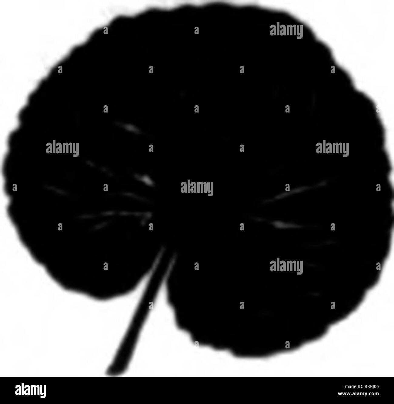 . Fioristi' review [microformati]. Floricoltura. AARON BUCHANAN Oreen Oalax, Sc- pollici fino. $3.2S per caso di 10.000. Il pugnale di felci, 60c per 10 lO. Log in foglio Moss. $1.00 per i Bu. Questo stock garantito per essere di nuovo e A-1. Gli ordini di prova inviato all'approvazione. (Wlra: Toacana, N. C.) HAWK. NORTH CAROLINA menzionare la revisione - quando si scrive. Wild Smilax 1 flfty-lb. caso $2.00 6 flfty-lb. casi 11.00 F.S S.LEE, Marlon, Ala. menzionare il riesame quando yon scrivere. PC" 19Me VANCT AMD DAOOKR. r b n ni 9 ? Moee, Brertreen. Lanrel, Spraoe e la cicuta Bottgha Xmaa, alberi, ecc. Jlneet Stock. PrioeeRlgtat. N. J. SMITH, Foto Stock