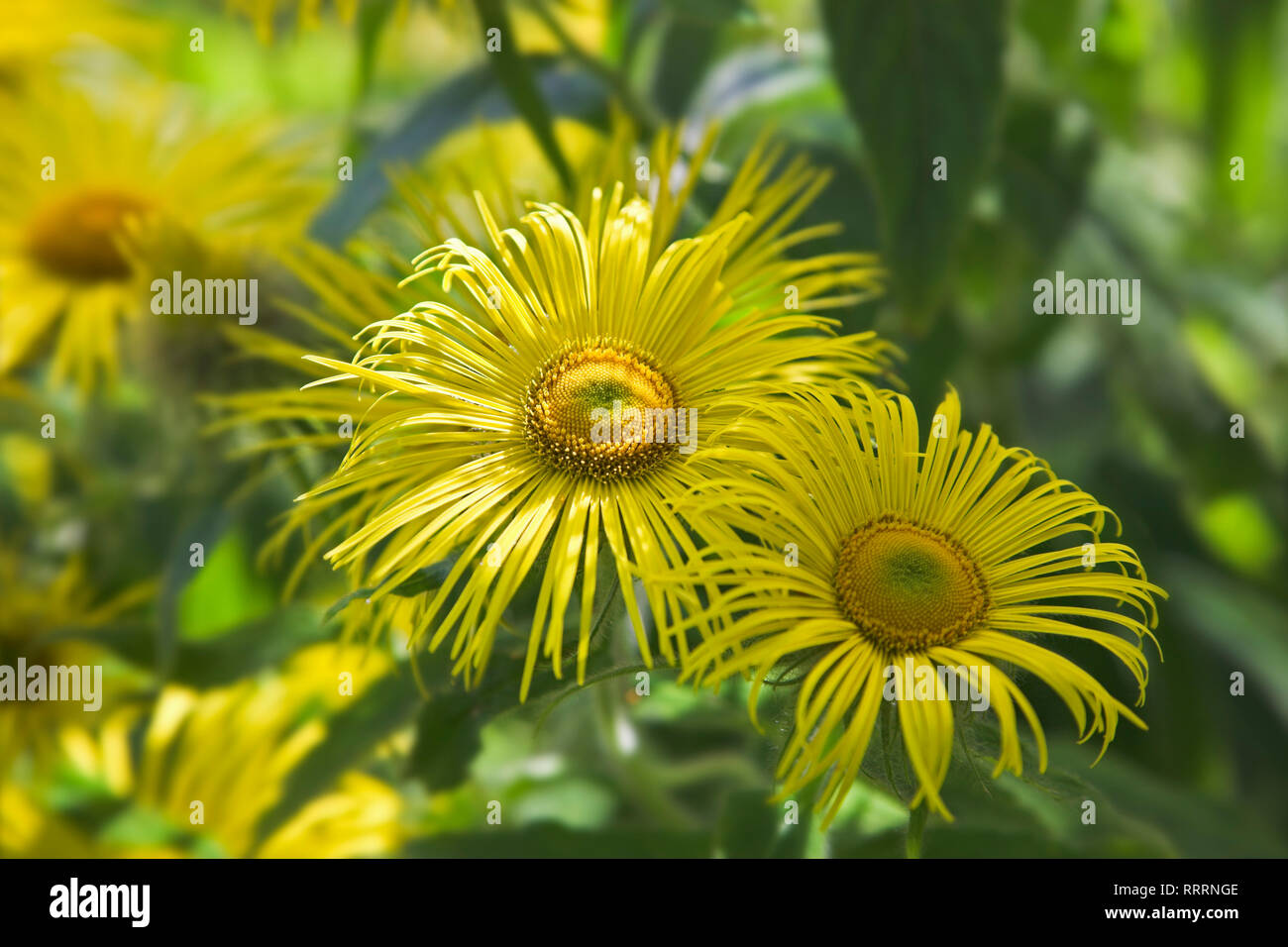 Due Inula Hookeri fiori. Foto Stock
