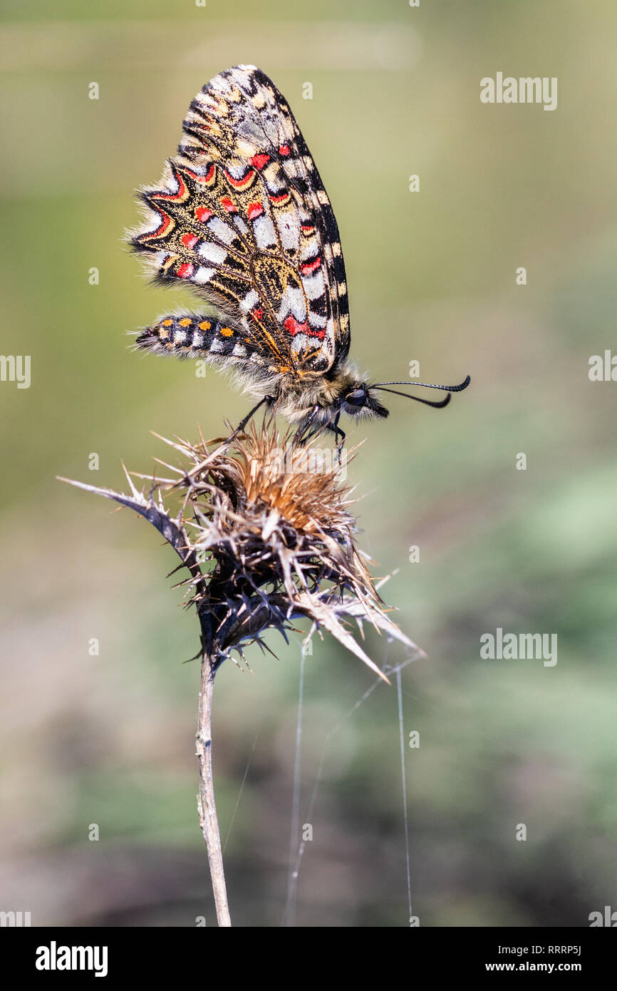 Zerynthia rumina. Butterfly nel loro ambiente naturale. Foto Stock