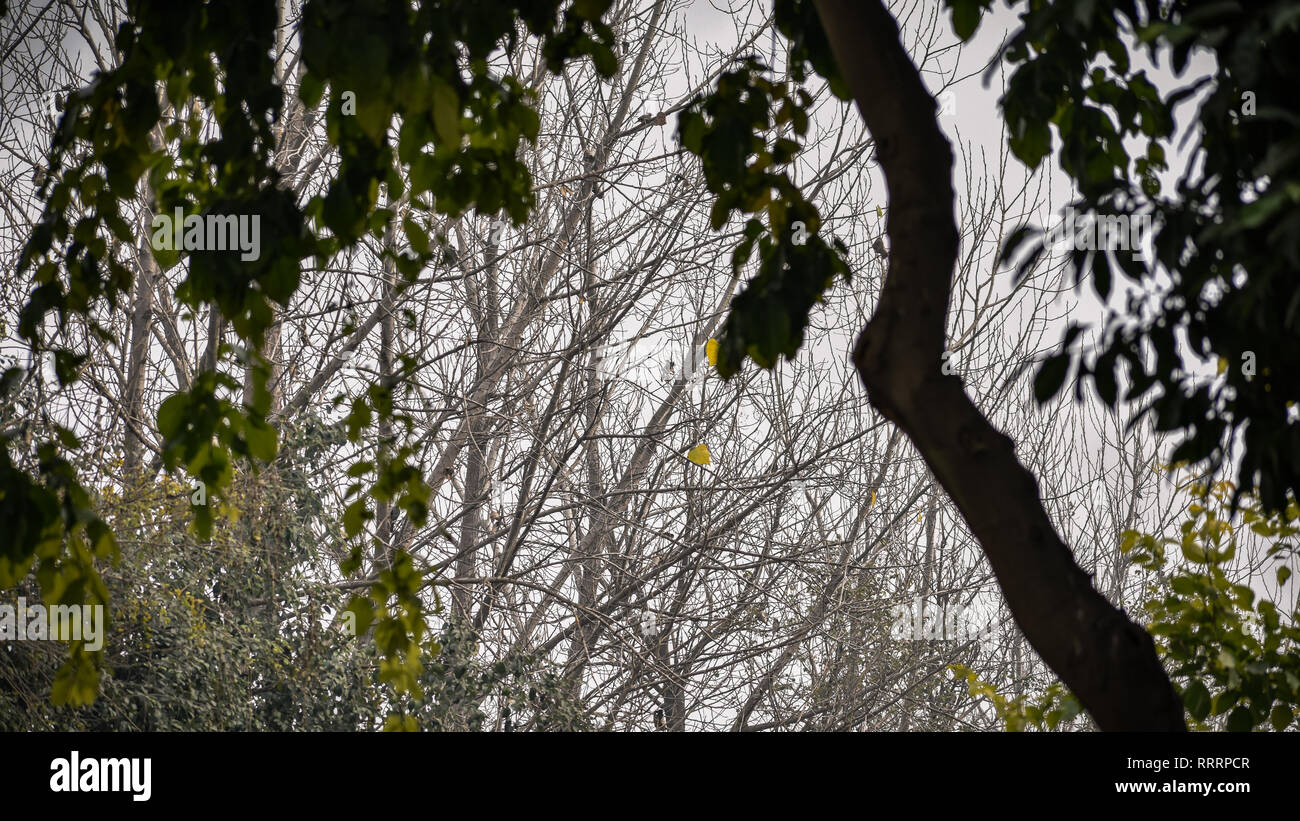 Asciutto e verdi alberi insieme Foto Stock