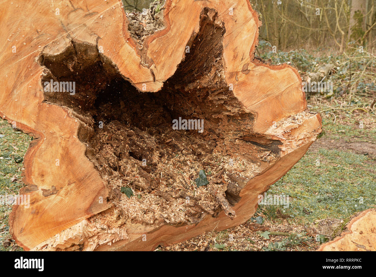 Decomporsi all'interno di una scavata albero tagliato verso il basso in corrispondenza di una natura locale riserva, per motivi di sicurezza. Foto Stock