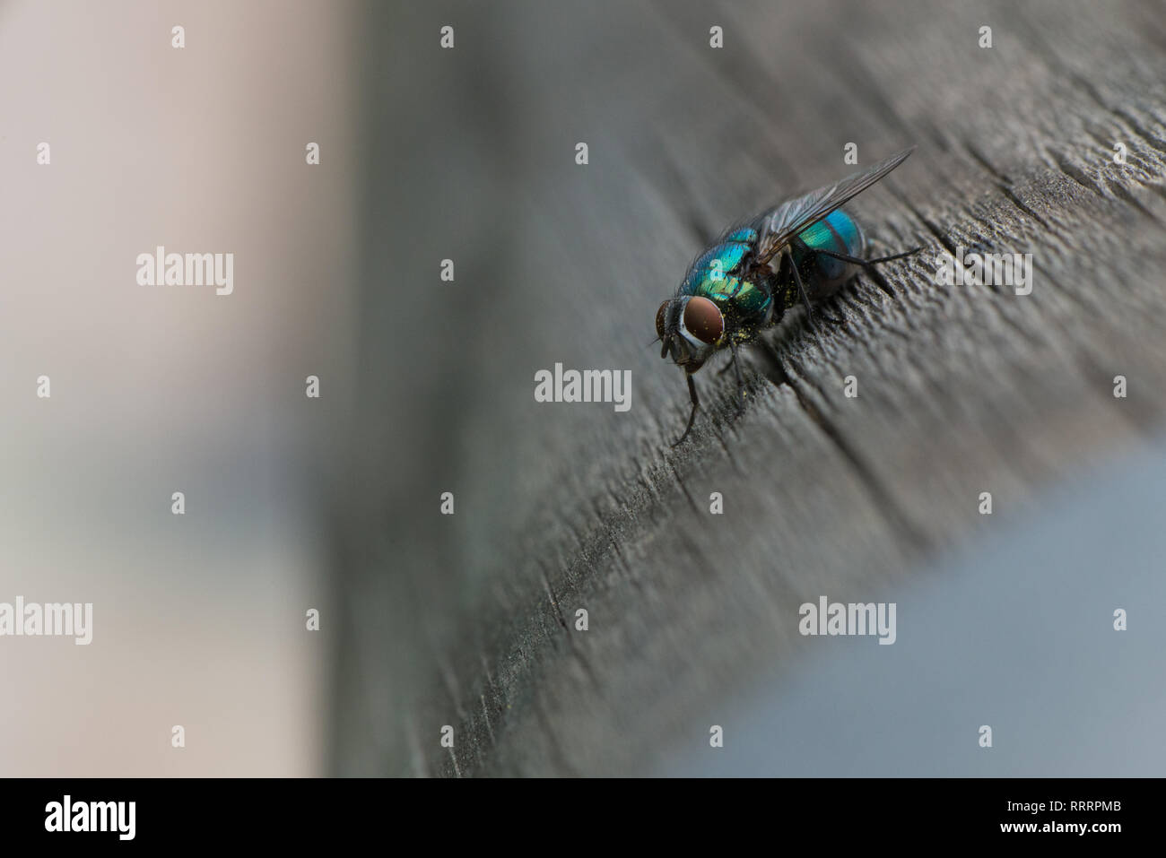 Un greenbottle fly, Lucilia sericata, è un duro colpo al volo con una brillante, metallica, blu il colore verde. Close-up di piccoli ditteri, fotografia macro di mosche. Foto Stock