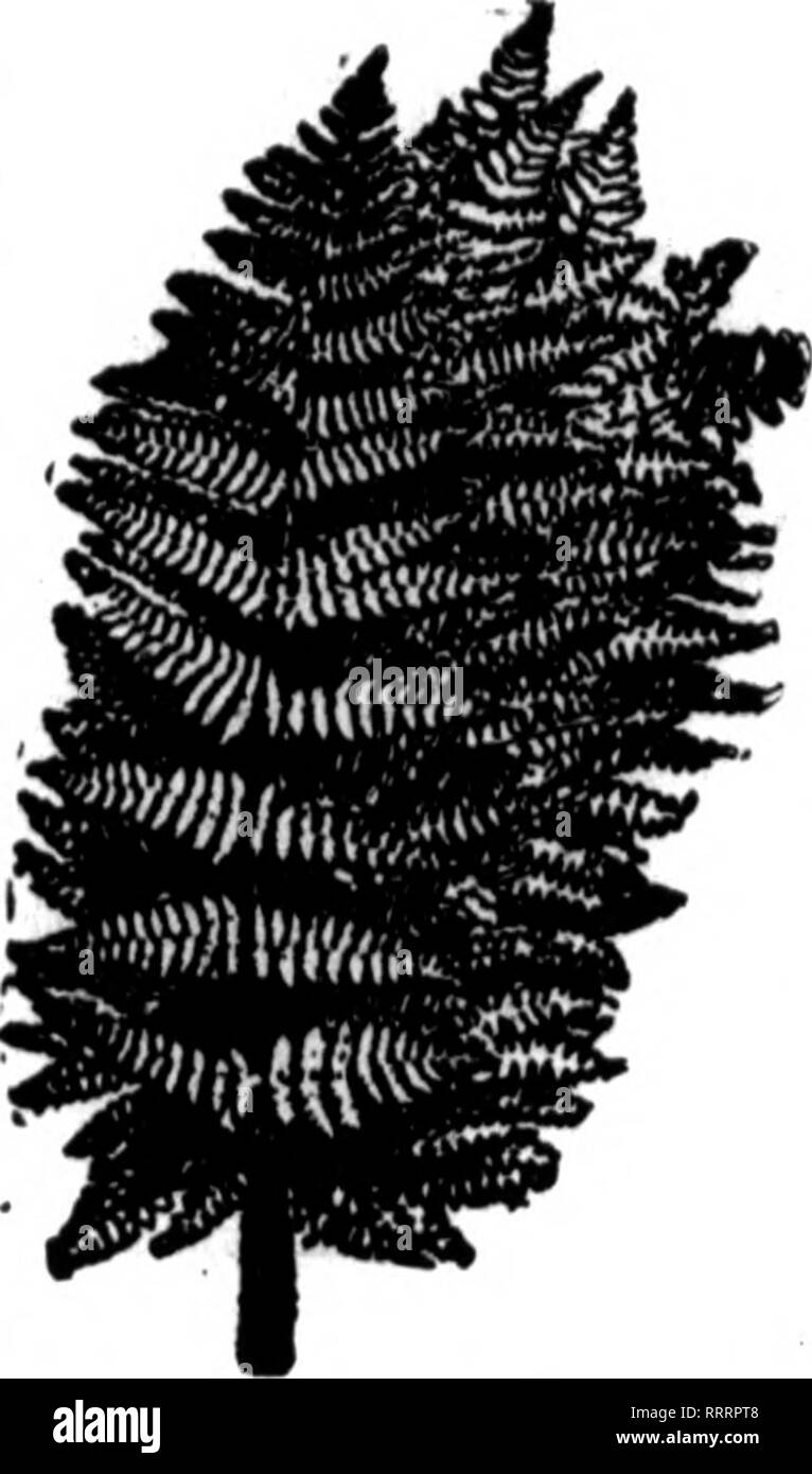 . Fioristi' review [microformati]. Floricoltura. &Gt;^ 38 fioristi' Riesaminare Kebkuaux 5, 1914. FANCY STERNE Fln"st In Stock th" paese ora iB il tempo per organizzare la vostra stagione di fornitura. Siamo in grado di fornire voi con buona scorta tutto l'anno. $2,50 par 1000 SS^S[,SS^ $2,50 par 1000 Inserite il vostro ordine permanente con noi. Fornitura completa di tutti i tempi. La carenza di n. Importati verde e bronzo cestini di Magnolia 11,76; 6 cestelli, ciascuno, $1.50 Qalax foglie verde e bronzo per 1000. $1.60; caso di 10.000, 8,60 Qreen Leucothoe spray, extra sottili per 100, $1.00; per 1000, 7.50 Bosso perlb..20c: per caso, 60 libbre, Foto Stock