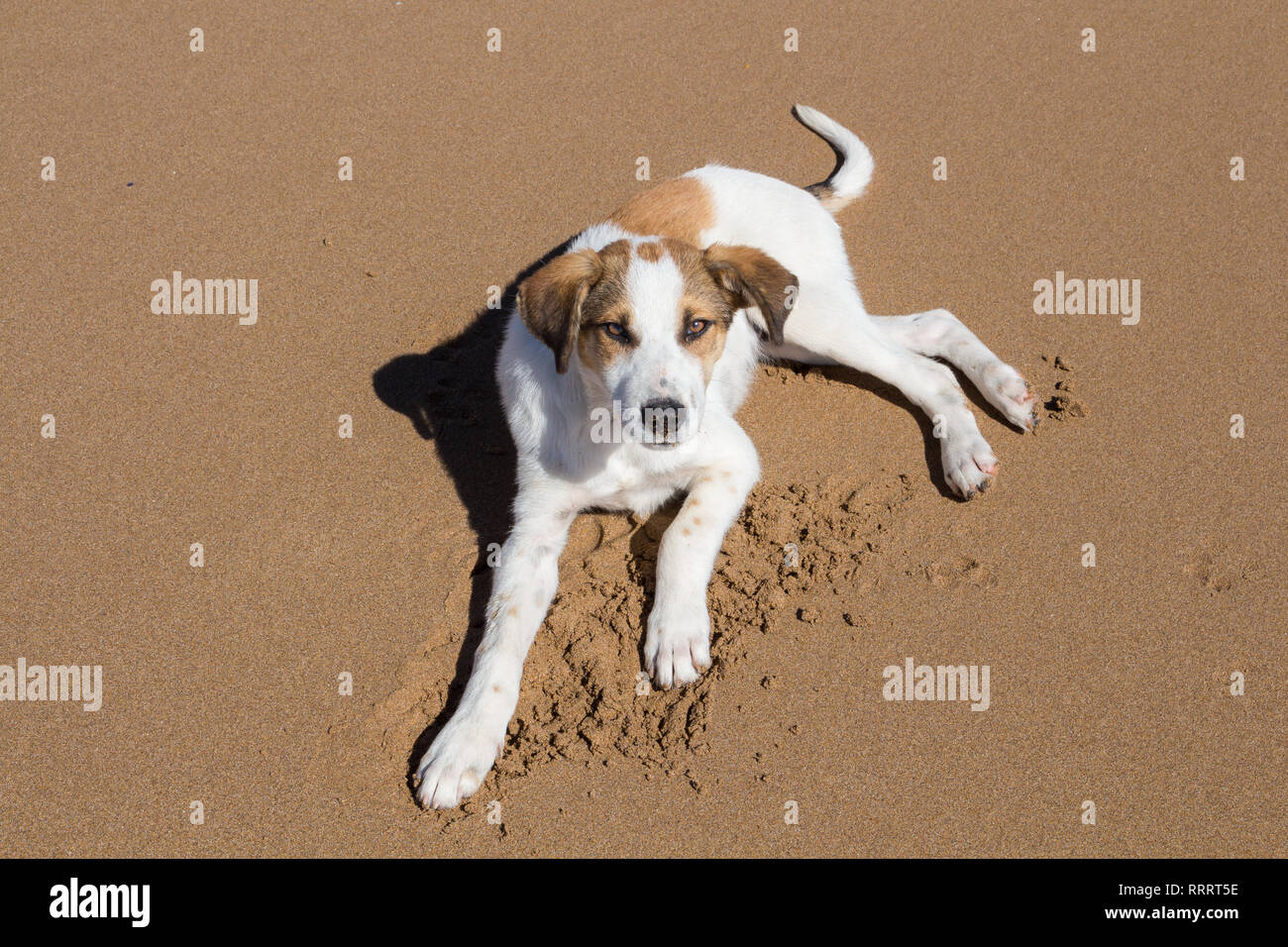 Ritratto di un cane, in appoggio sulla spiaggia. La pelliccia bianca con macchie marroni. Vivere liberi. Sidi Kaouki, Marocco. Foto Stock