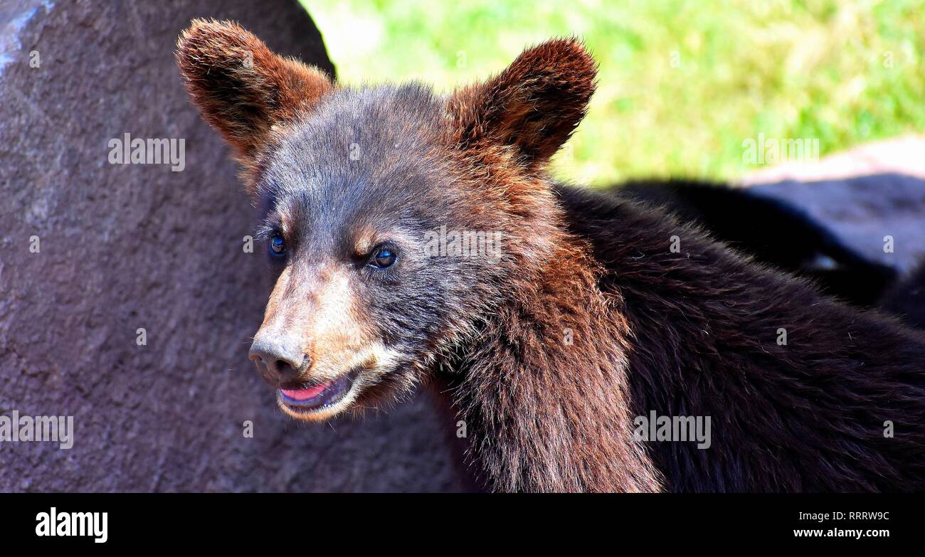 Piccolo orso Foto Stock