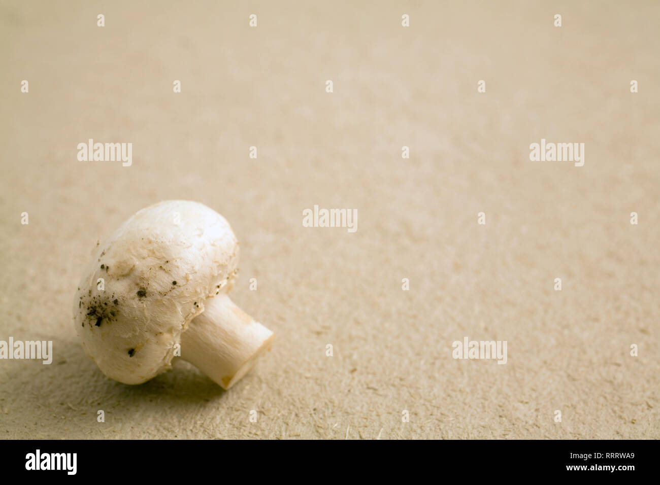 Appena raccolto intero fungo bianco su un beige texture di sfondo della carta Foto Stock