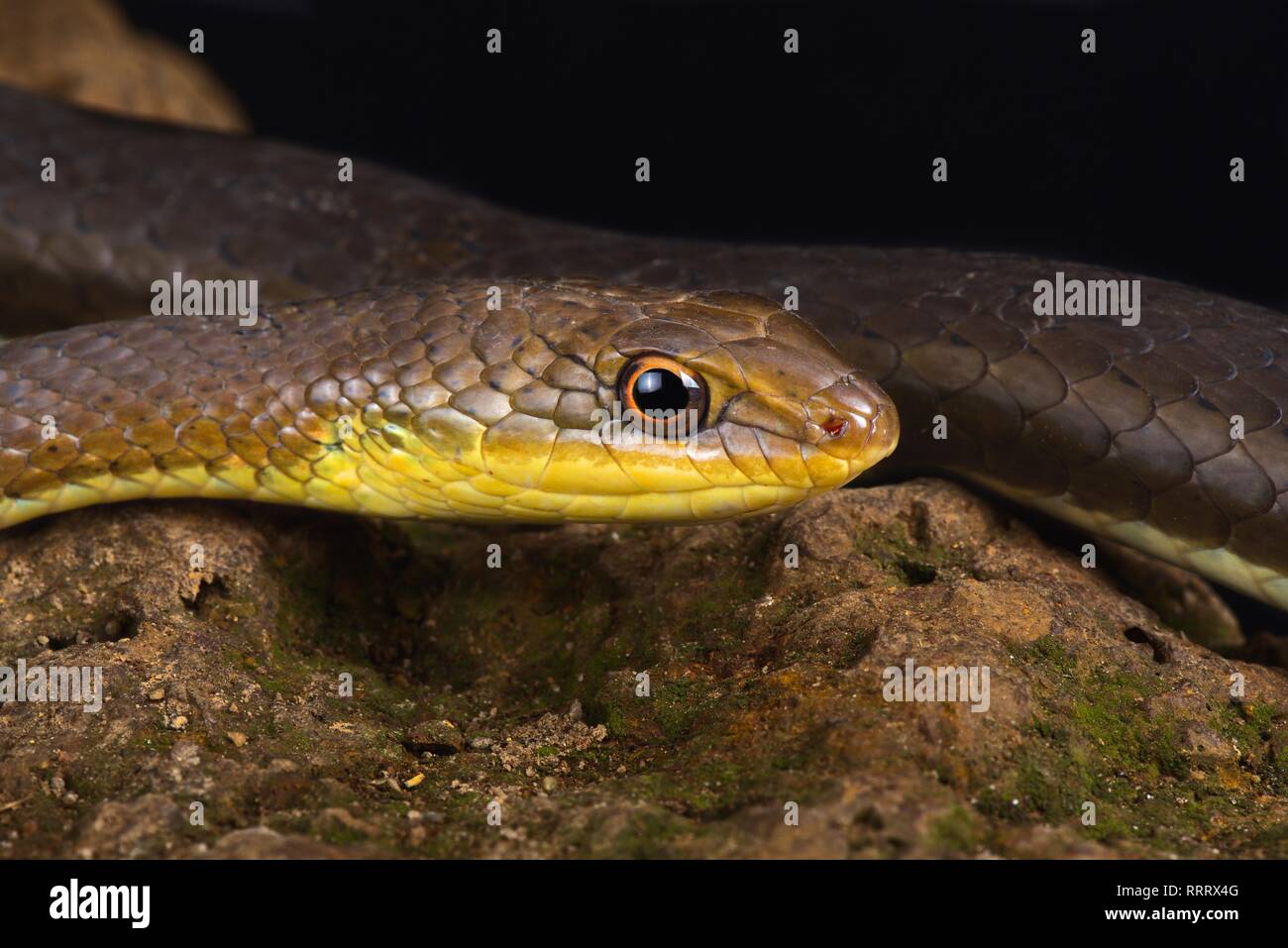 Sabbia di oliva snake (Psammophis mossambicus) Foto Stock