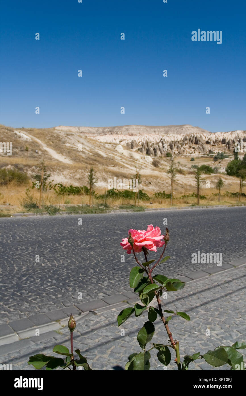 Bella scarlet Rose sboccia accanto alla strada. Bagno turco della Cappadocia. Foto Stock