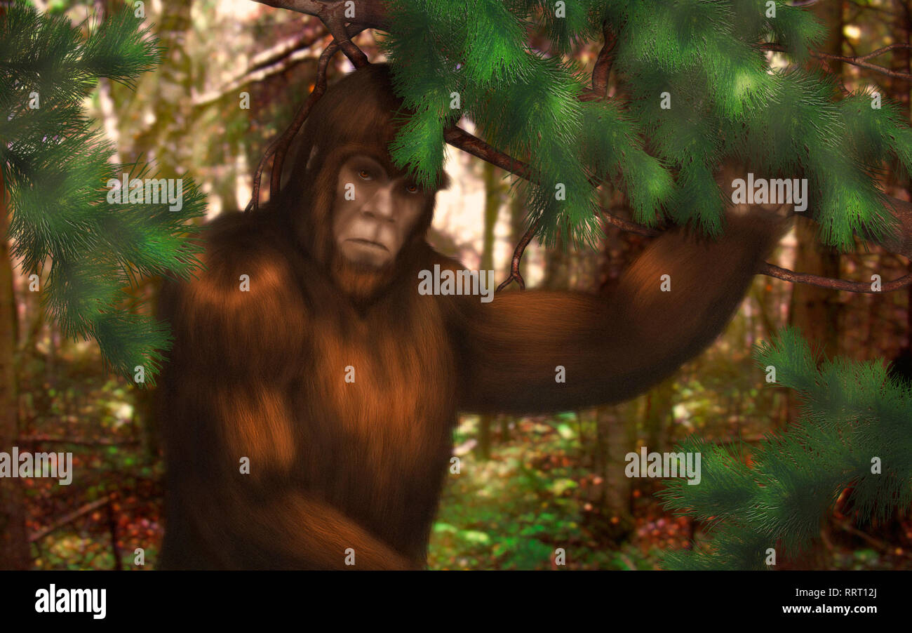 Bigfoot nascosto dietro un ramo di pino nel bosco in una giornata di sole Foto Stock