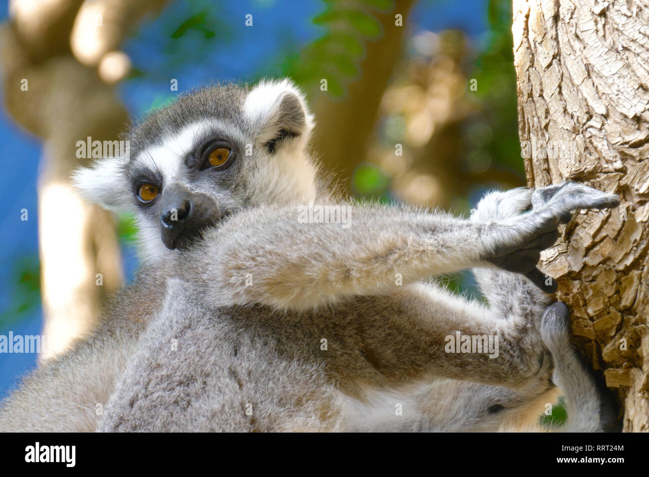 Lemur catta in habitat naturali. Foto Stock