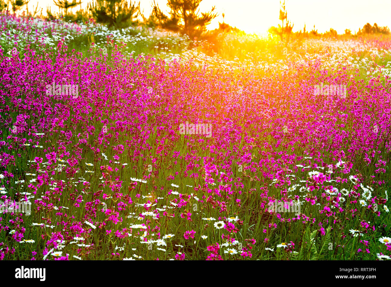 Paesaggio di primavera con la fioritura fiori su un prato e tramonto. fiori selvatici fiorire nel campo estivo Foto Stock