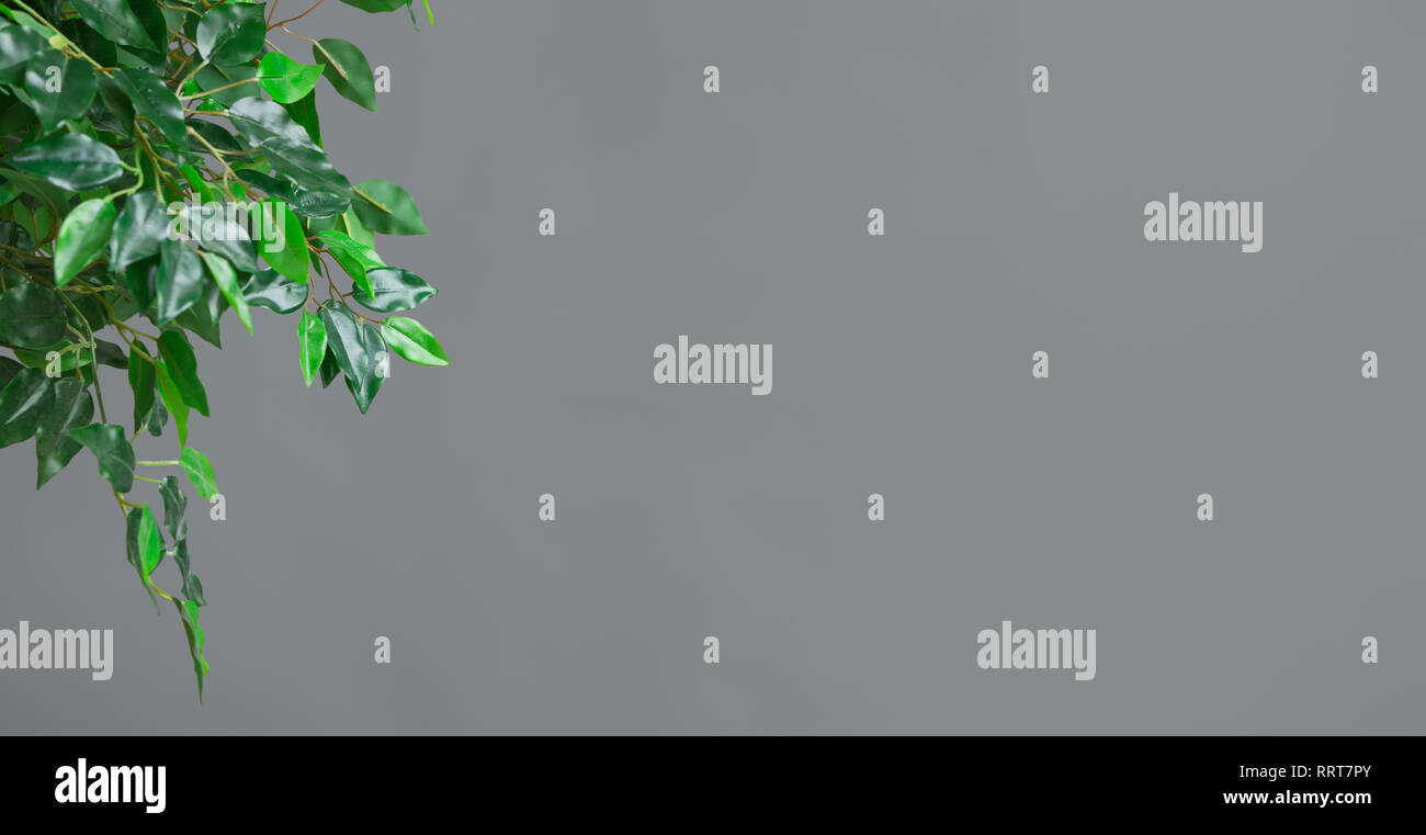 Ficus Foglie su sfondo grigio, spazio di copia Foto Stock