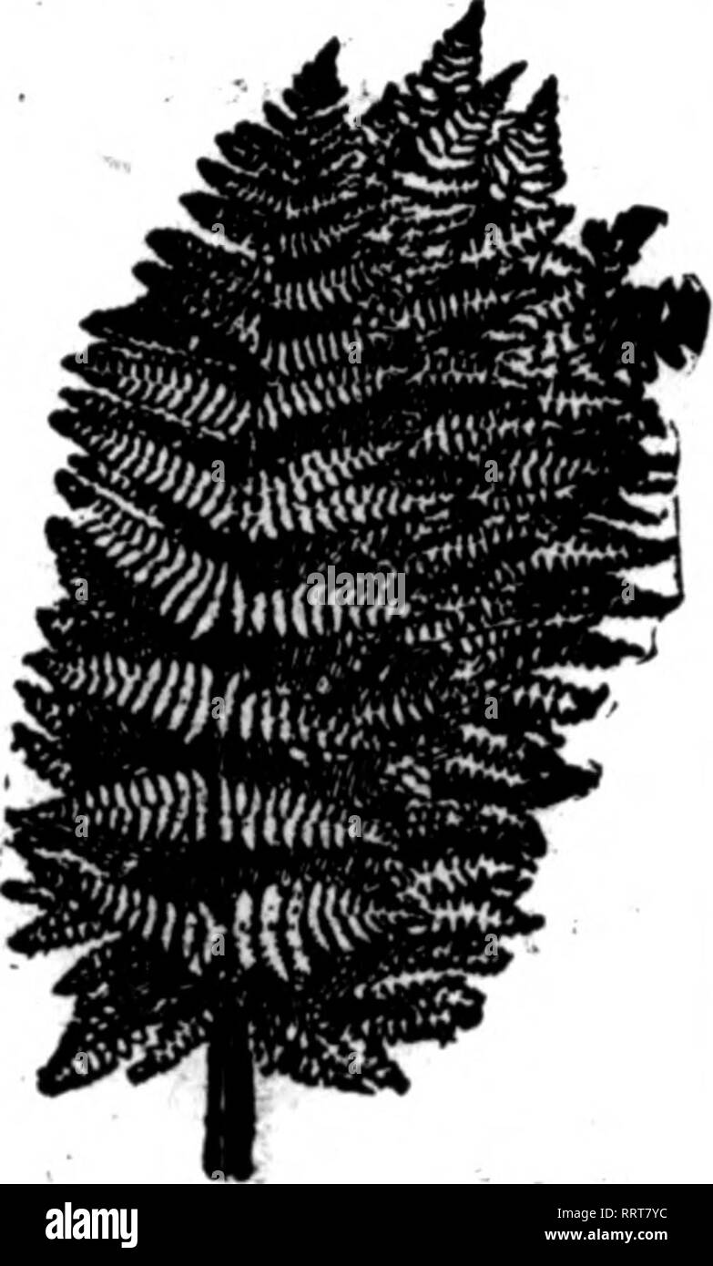 . Fioristi' review [microformati]. Floricoltura. Voglia di felci migliori stock in piastrella paese siamo in grado di fornire voi con buona scorta tutto l'anno. $2.00 al 1000 $2.00 p^r 1000 Inserite il vostro ordine permanente con noi. Pul} offerta a tutti i tempi. La carenza di n. WILD SMILAX, 5(Mb. casM... ..Pmr*M; $8.00 importati sreeiiund bronzo cestello Magnolia^. $.1.^ Inskets 6. ciascuna,$l;25 foglie di Galax, verde e bronzo per 1000, $1.25; caso di 10.000, 7.50 Leucothoe verde spray, extra sottili per 100, $1.00; per 1000, 7.50 Foglio verde muschio, molto bene per cestello di lavoro fresatura, pentole, ecc. Per sacchetto 2.00 Sphagnum Moss per balla, 1,50 Foto Stock