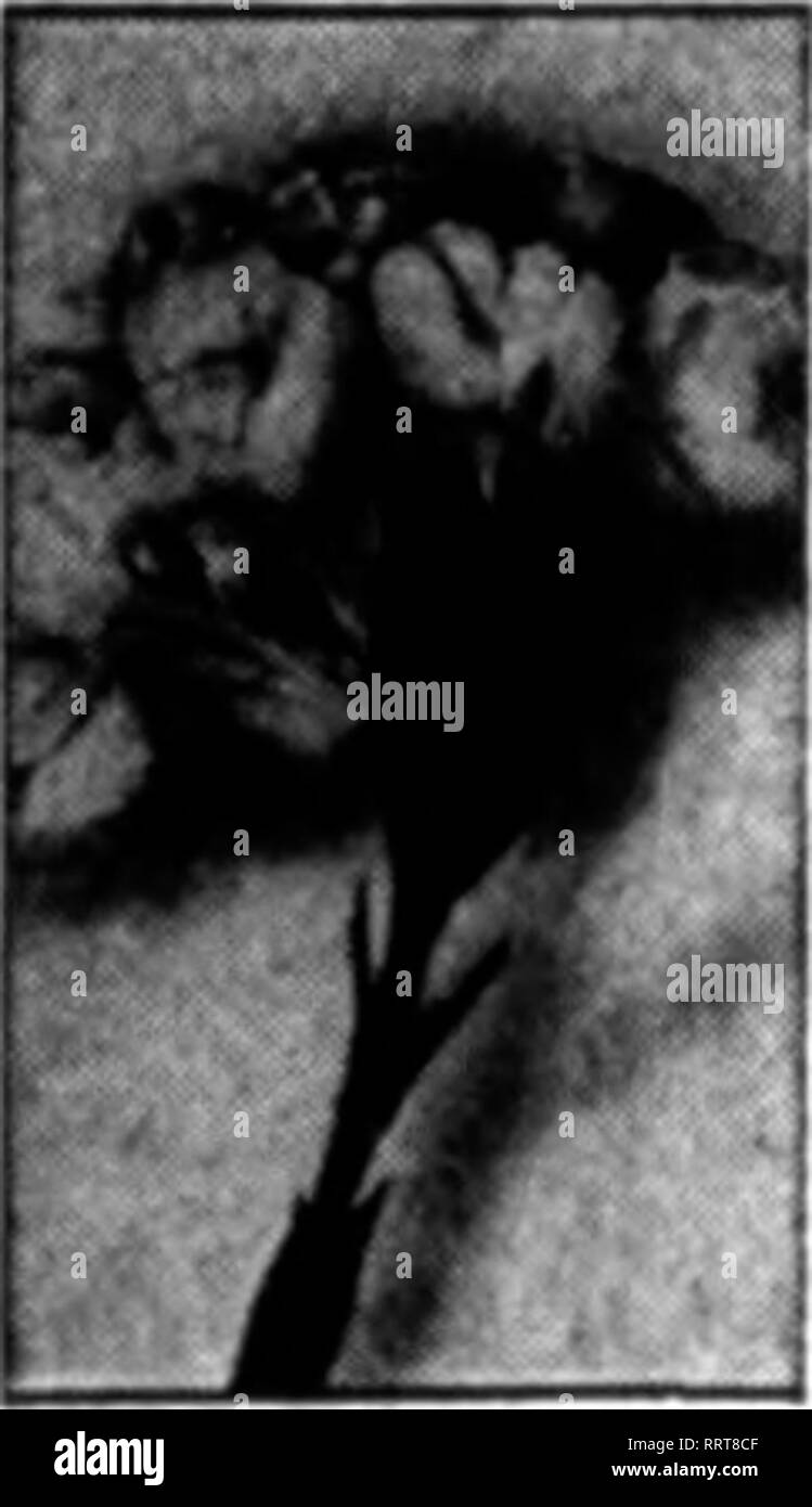 . Fioristi' review [microformati]. Floricoltura. BLAKE LEVA DEL FERMAGLIO tor Ko8e", garofani, ecc.; fas* Dieci pali, fili trasversali, ecc. Non hanno mai slittamento e sono un ottimo 8av" Ing sia di tempo che di denaro. PRICB - $1.40 per lOOO KtOM' a $1.26 per 1000 10.000. a LOOperlOOO consegnata gratuitamente. Campioni gratuiti, B. S. BLAKE &AMP; figlio 29 Federal St, Rochester, N. Y, menzionare il riesame quando scrivi. Ottenere I NOSTRI PREZZI SUL FILO QALVANIZCD ROSE picchetti e filo di legatura produttori della pianta modello di supporti per i garofani, dalie, Golden Olow, Peonie, crisantemi e pomodori. Recinzione di prato, aiuola Guardia, Trellis. Foto Stock