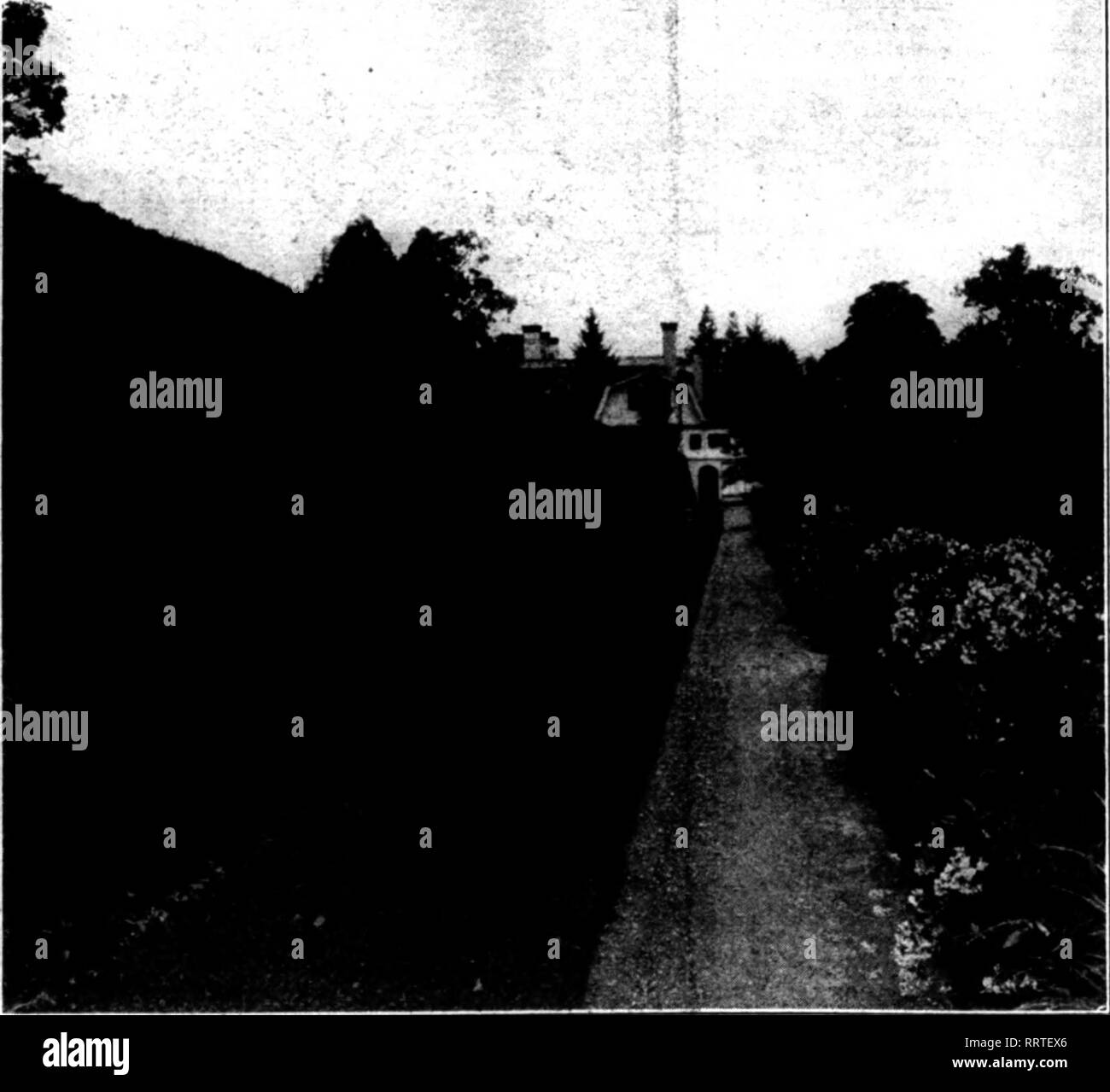 . Fioristi' review [microformati]. Floricoltura. Una siepe di Althaeas rende ao efficace Display floreale in tarda estate. Amurense, il Amoor Biver ligustro, è anche abbastanza hardy. Come regola generale, piante diciotto a ventiquattro pollici ad alta sono i migliori per siepi. A zig-zag consente di riga spessa e densa di hedge. Impostare le piante in una doppia fila di dodici pollici al di là. Una volta che il terreno è stato preparato, gli impianti possono essere arredati e fissati, e produrrà un buon grofit a 50 centesimi per ogni fila di cantiere per la alifornia ligustro e $1 per tjie altri tipi, il cui costo è leggermente più alta. Ligustro siepi dovrebbero essere tagliati giù q Foto Stock