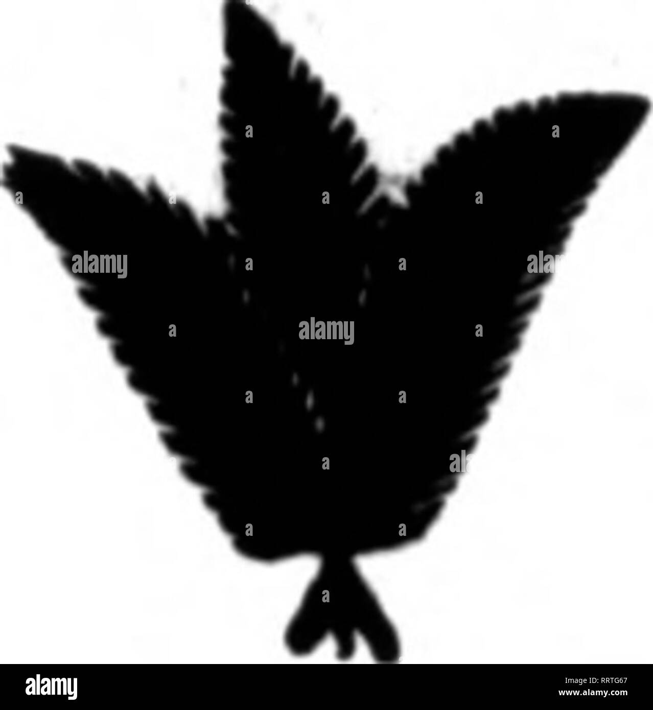 . Fioristi' review [microformati]. Floricoltura. Febbuabz 19, 1914. I fioristi^ Rassegna 75 Jk^ un! I PM la sede centrale per la valle, rose • *^* -rlL^l^l-fi ^ e gigli. Le spedizioni di tutti of- legami di fiori recisi sollecitato. Top prezzi e prompt restituisce. Stabilito 1887 106 Weit 28tli Street, New York telefoni. t07 e 4468 MadiMn Sqasrc WmiAN KESSLER COMMERCIO ALL'INGROSSO FIORAIO E PLANTSMAN NEW YORK 113 Wert 28tli Street "^SitCf 8^a°.ar scelta gigli gialli e bianchi Margherite, Calen- dulas, Myosotis, piselli dolci, le rose, i garofani e una linea sfeneral di novità non trovato altrove. Un Grand aperto Foto Stock